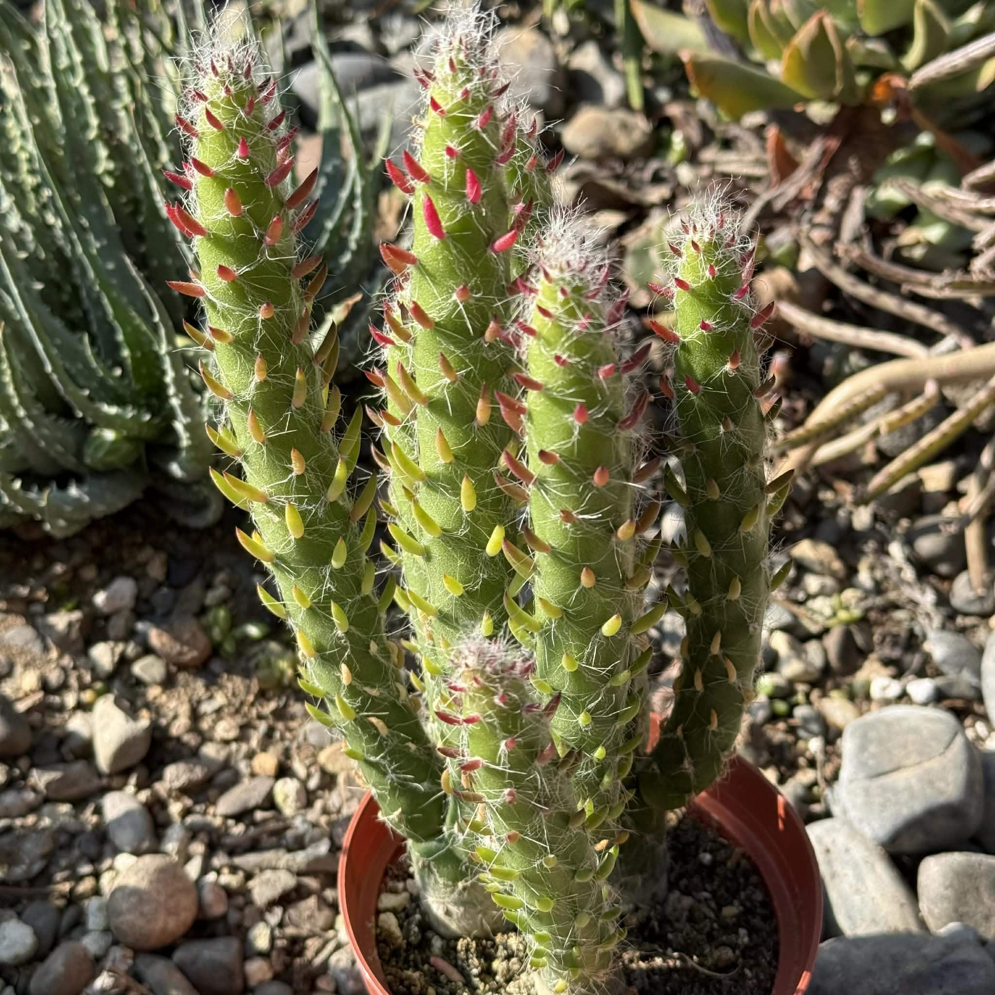 Austrocylindropuntia Subulata 'Eve's Needle'  DesertScapeSucculent