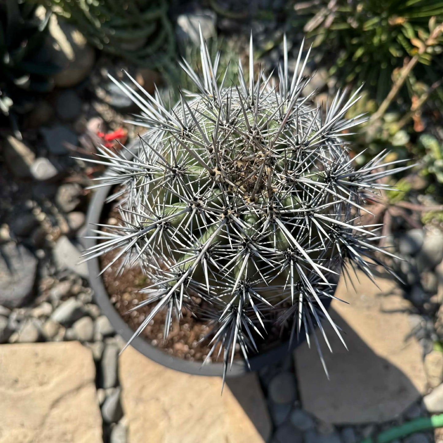 DesertScapeSucculent Cactus 5 Gal Assorted Carnegiea gigantea 'Saguaro'