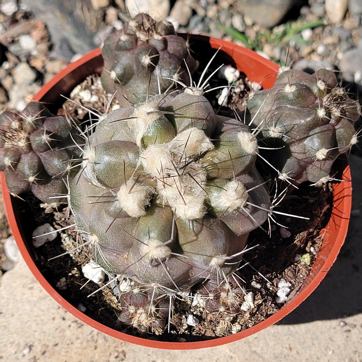 Copiapoa humilis - 4 Inch Assorted - Cactus - DesertScapeSucculent