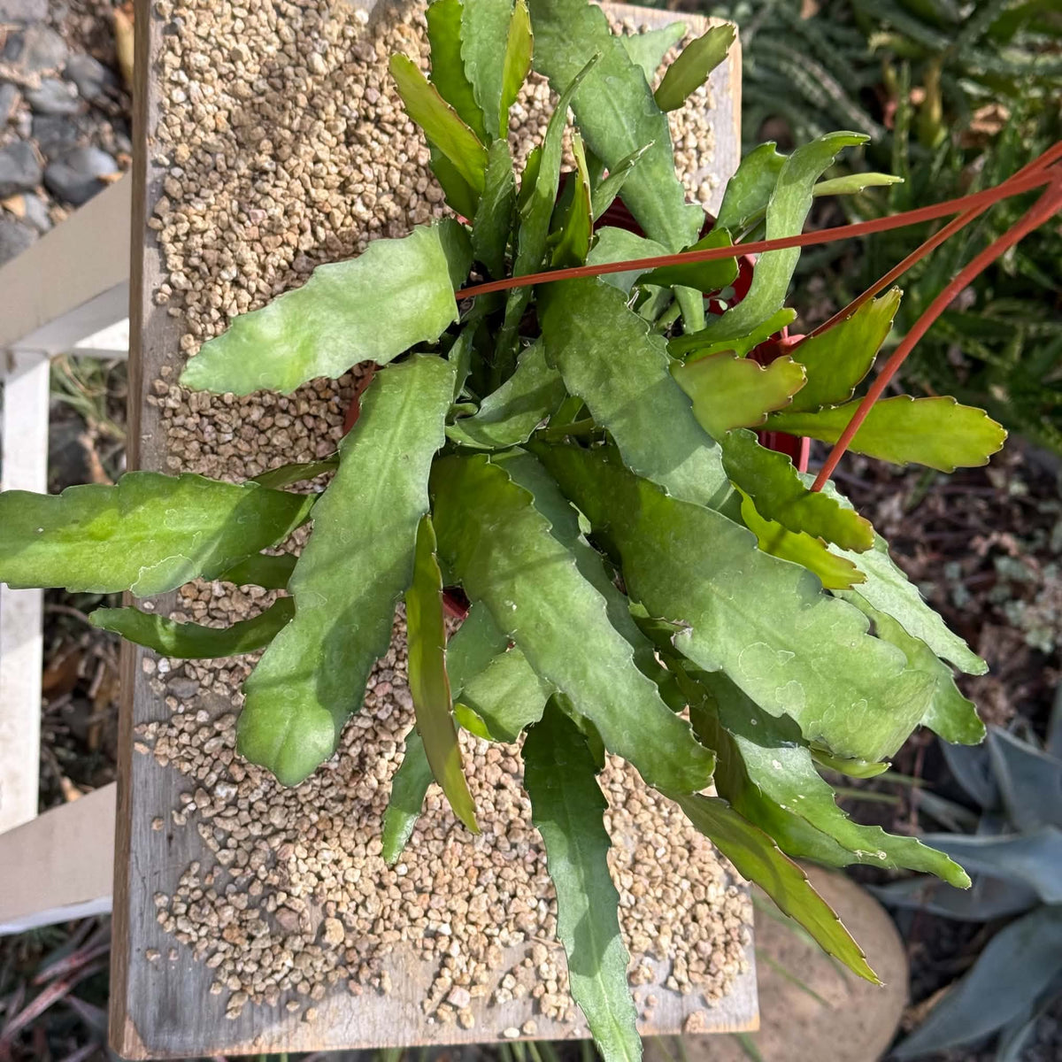 DesertScapeSucculent Cactus 6 Inch Disocactus macranthus 'Golden Orchid Cactus'