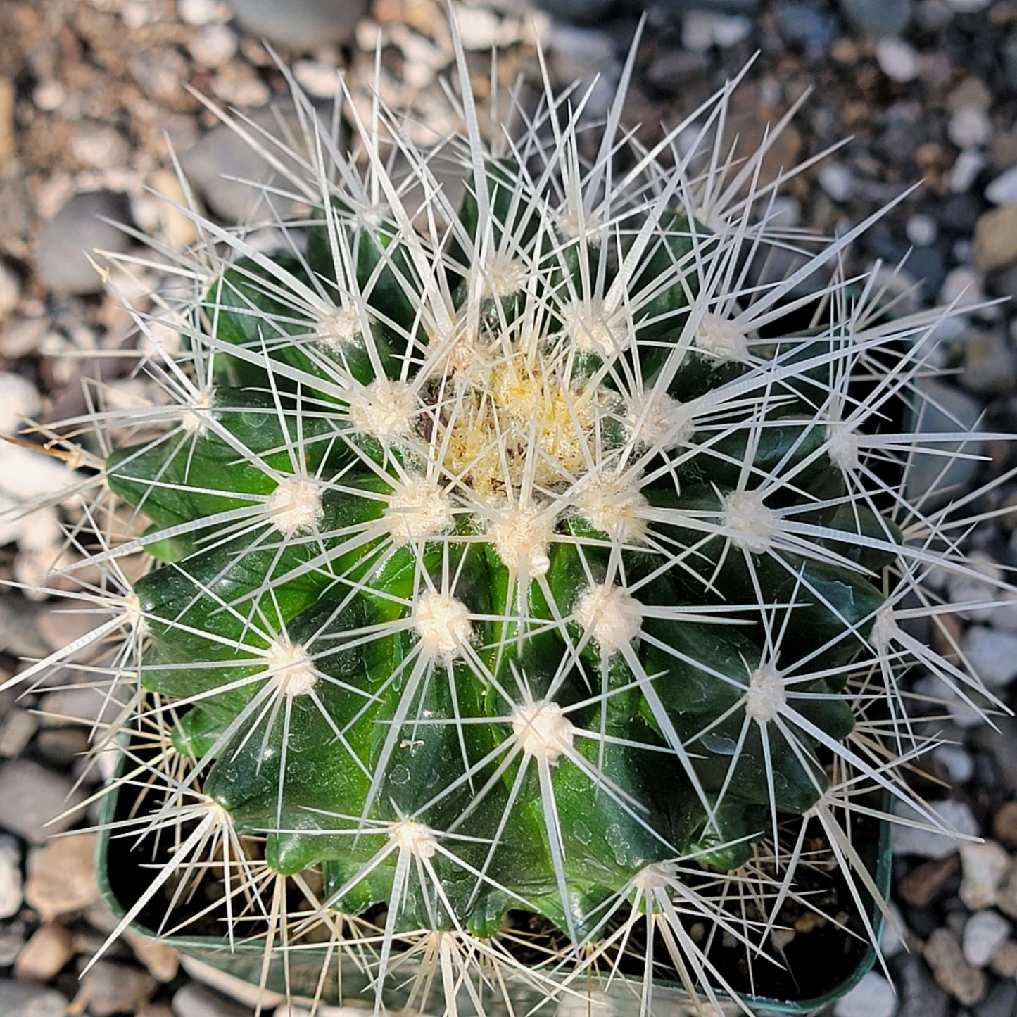 Echinocactus grusonii albispinus 'White Barrel Cactus' - 4 Inch Assorted - Cactus - DesertScapeSucculent