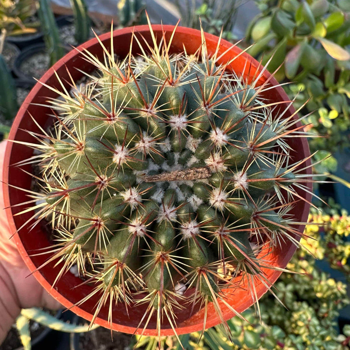 Echinocactus grusonii var brevispinus - 4 Inch Assorted - Cactus - DesertScapeSucculent