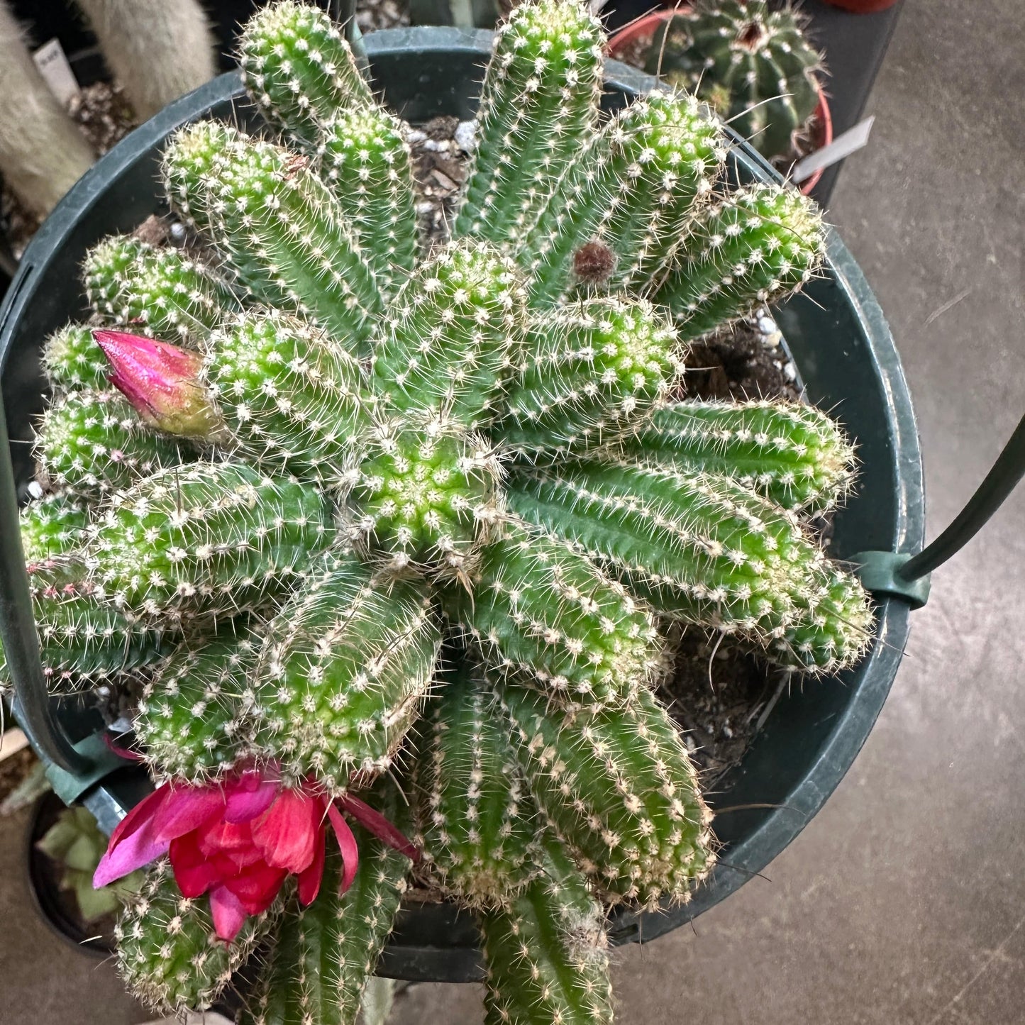 Echinocereus chamaecereus ‘Rose Quartz’ - 8” Assorted - Cactus - DesertScapeSucculent