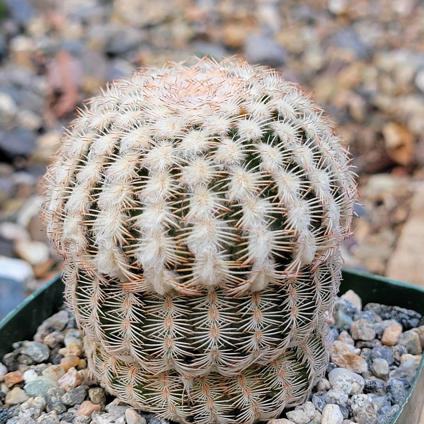 Echinocereus reichenbachii - 4 Inch - Cactus - DesertScapeSucculent