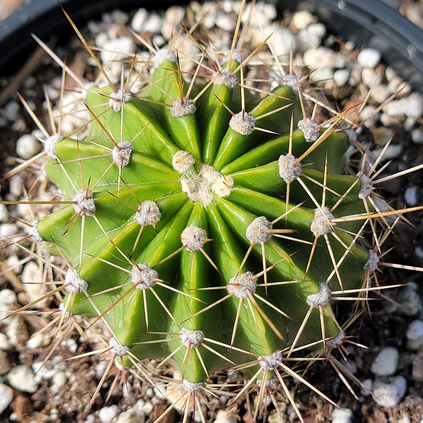 Echinopsis oxygona 'Easter Lily Cactus' - 6" Assorted - Cactus - DesertScapeSucculent