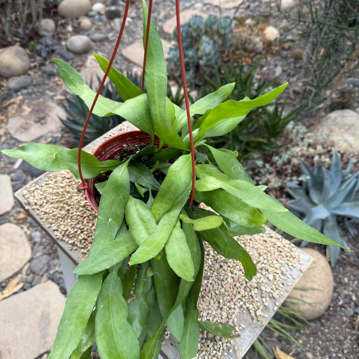 DesertScapeSucculent Cactus 6 Inch Epiphyllum pumilum 'Orchid Cactus'