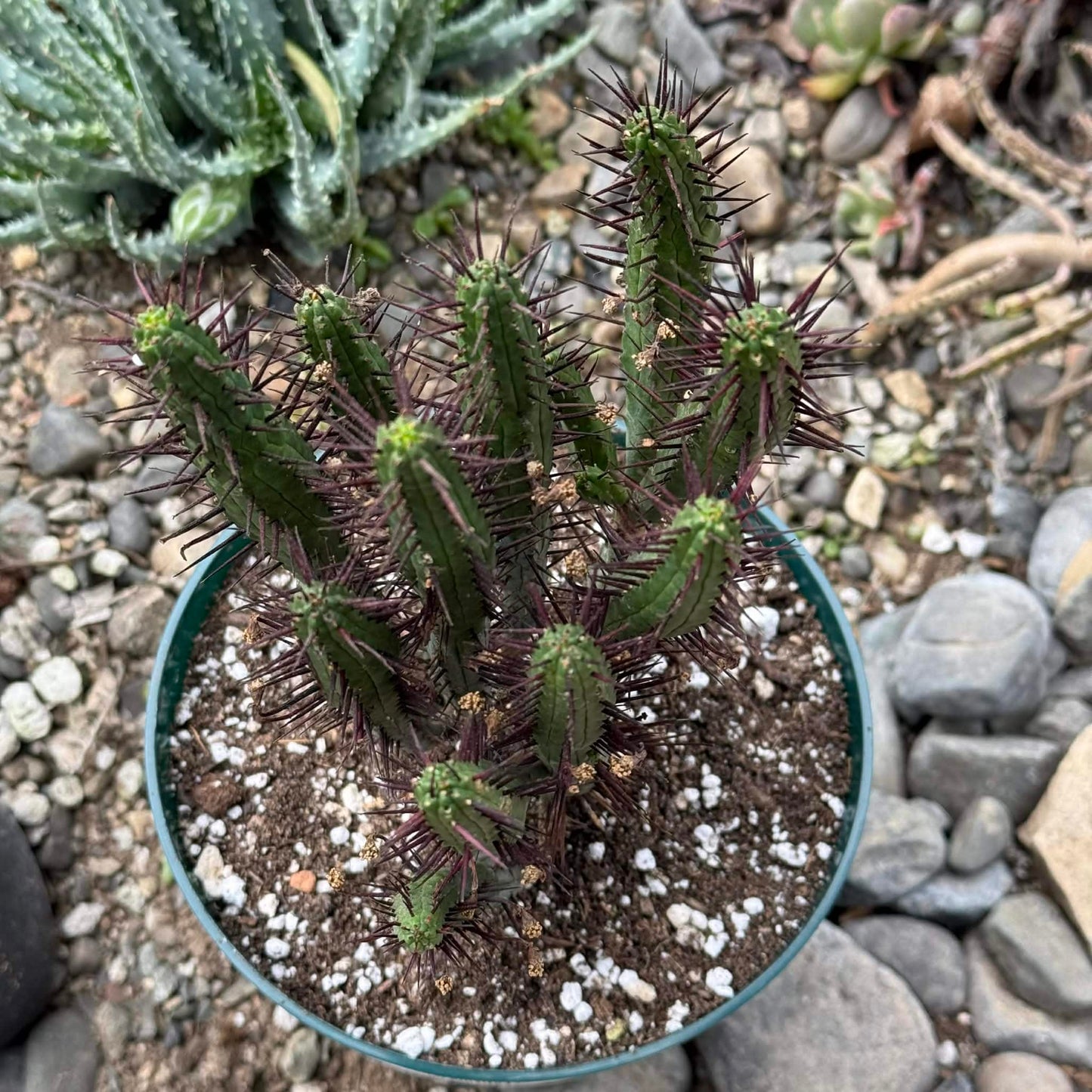 DesertScapeSucculent Cactus 6 Inch Euphorbia enopla