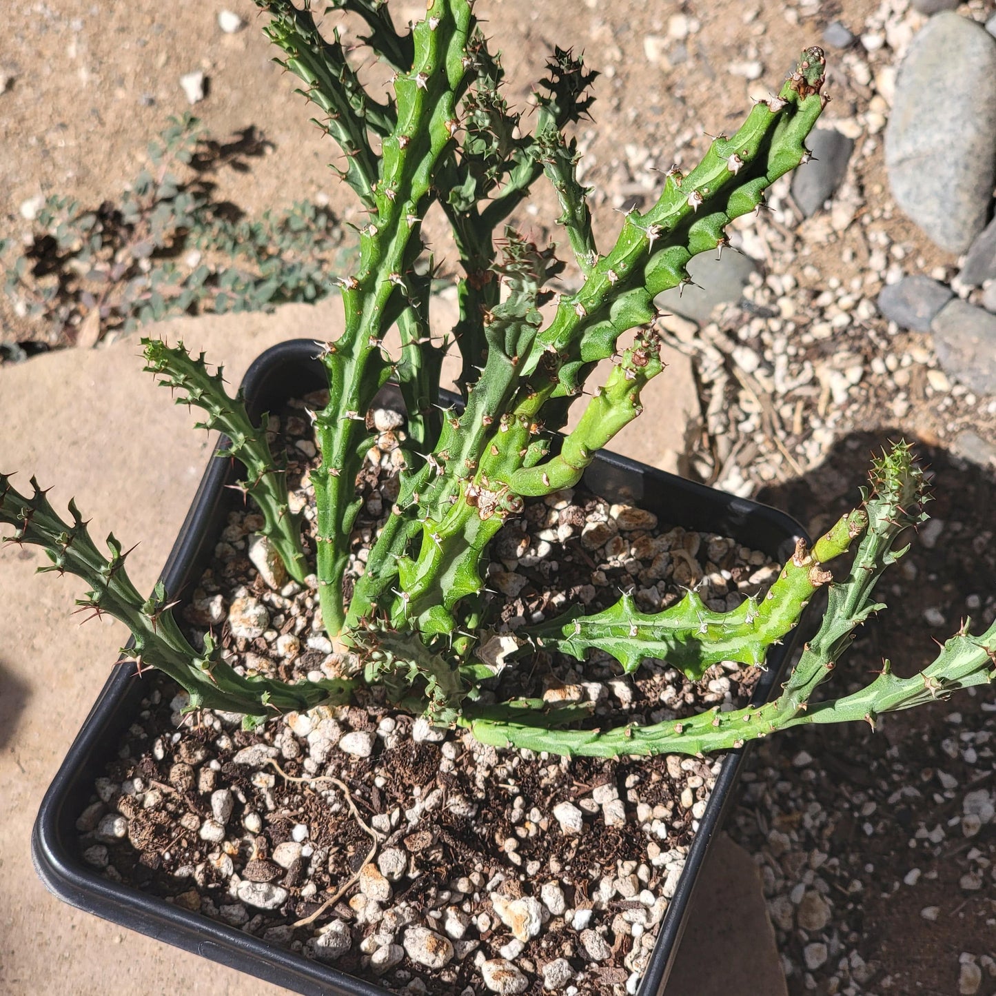 Euphorbia knuthii - 6 Inch Assorted - Cactus - DesertScapeSucculent