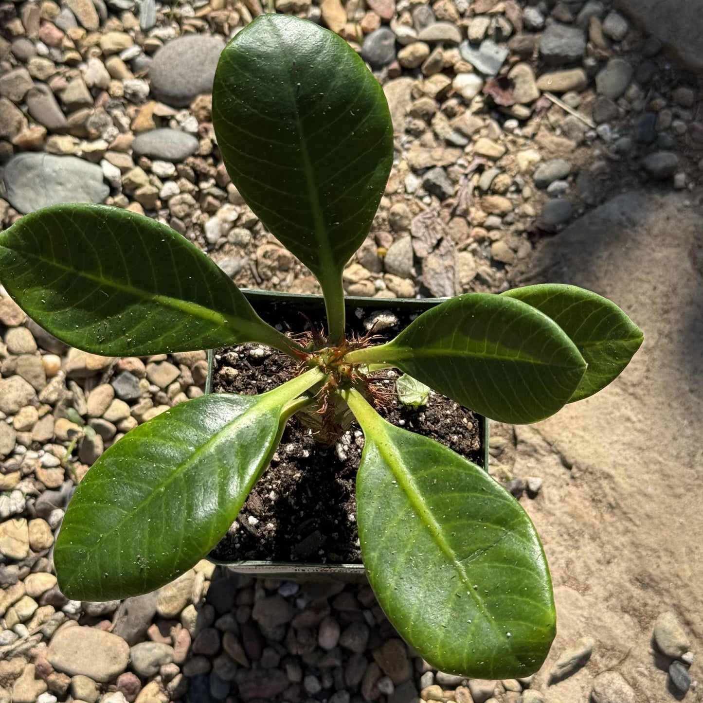 Euphorbia neohumbertii - 4 Inch Assorted - Cactus - DesertScapeSucculent