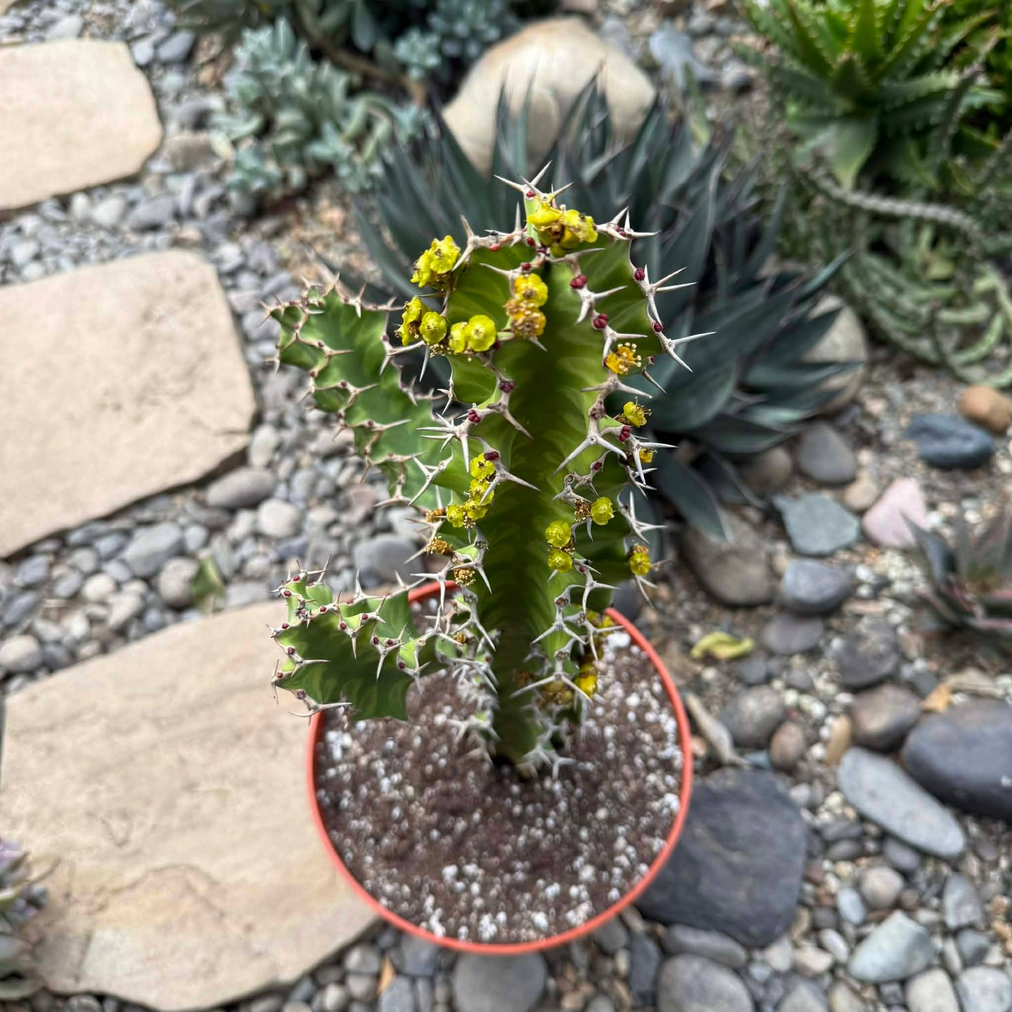 DesertScapeSucculent Cactus 8 Inch Euphorbia pseudocactus 'Zig Zag'