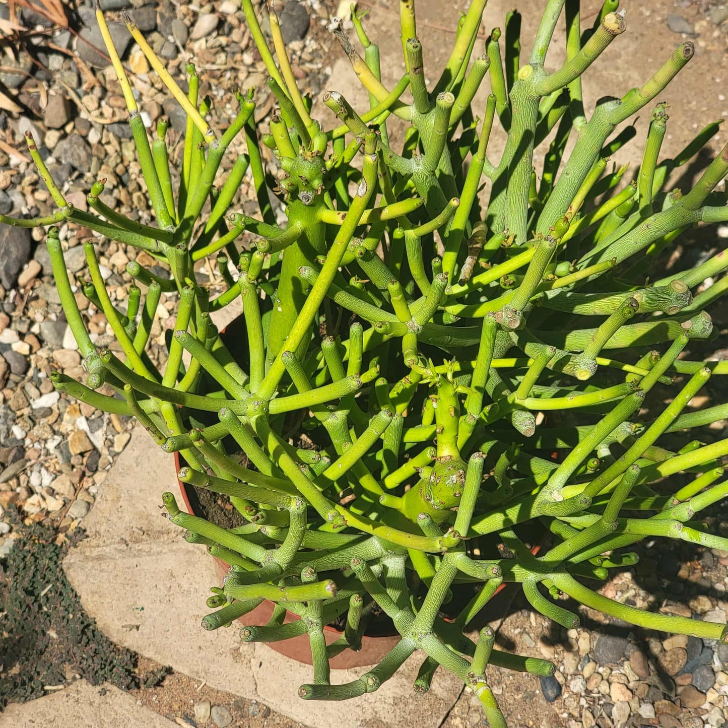 Euphorbia tirucali 'Pencil Cactus' - 8 Inch Assorted - Cactus - DesertScapeSucculent