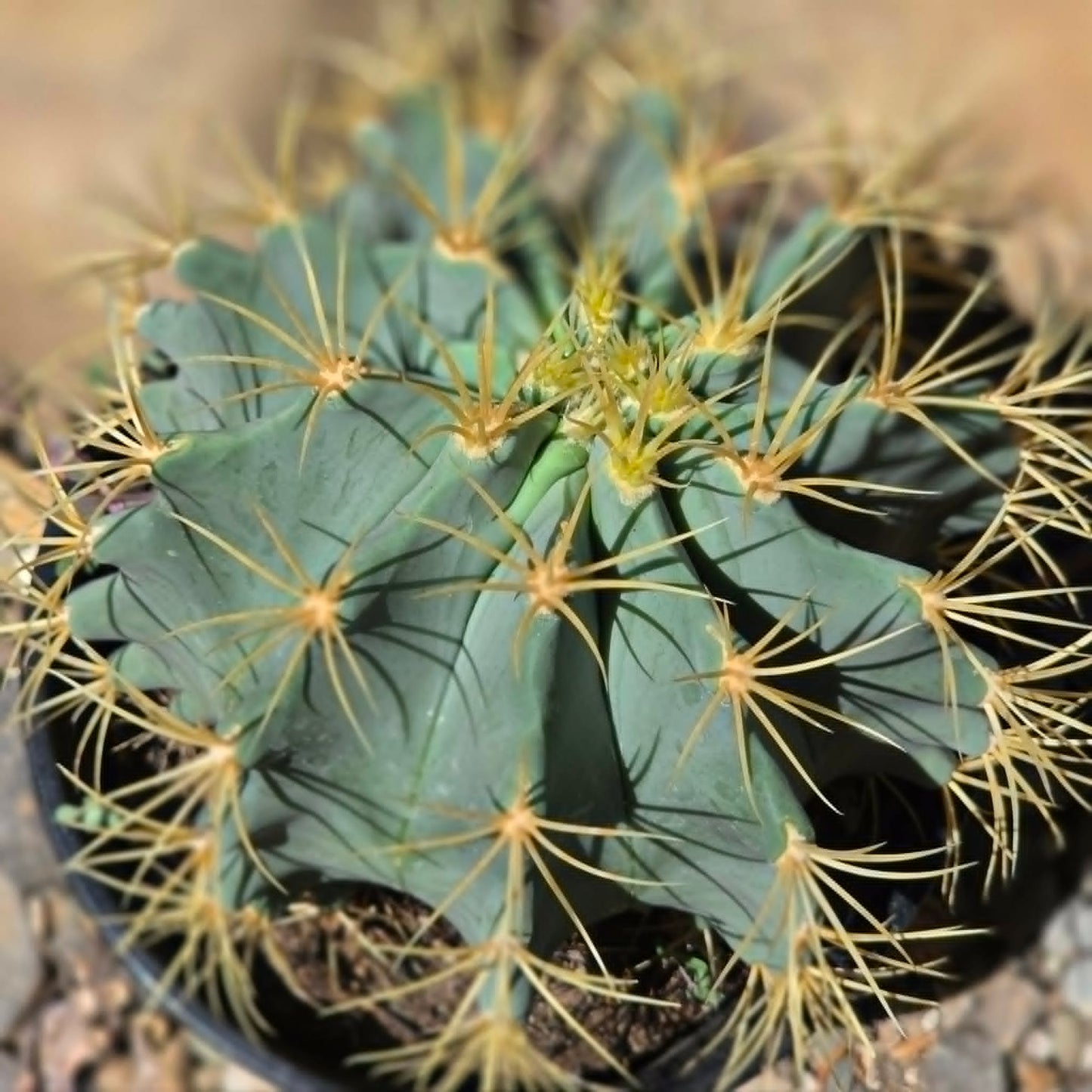DesertScapeSucculent Cactus 6 Inch Ferocactus glaucescens 'Blue Barrel Cactus'