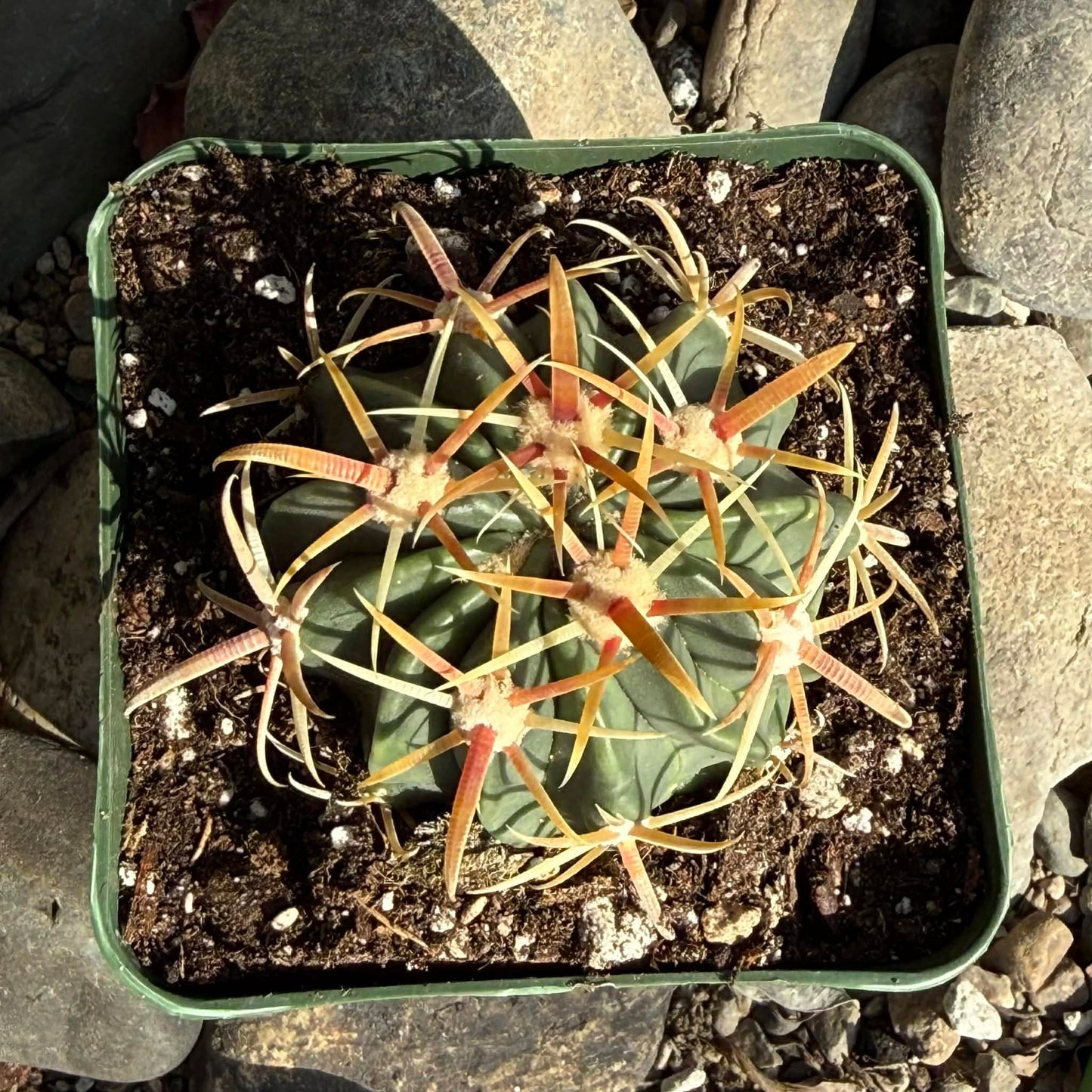 DesertScapeSucculent Cactus 4 Inch Ferocactus latisinus