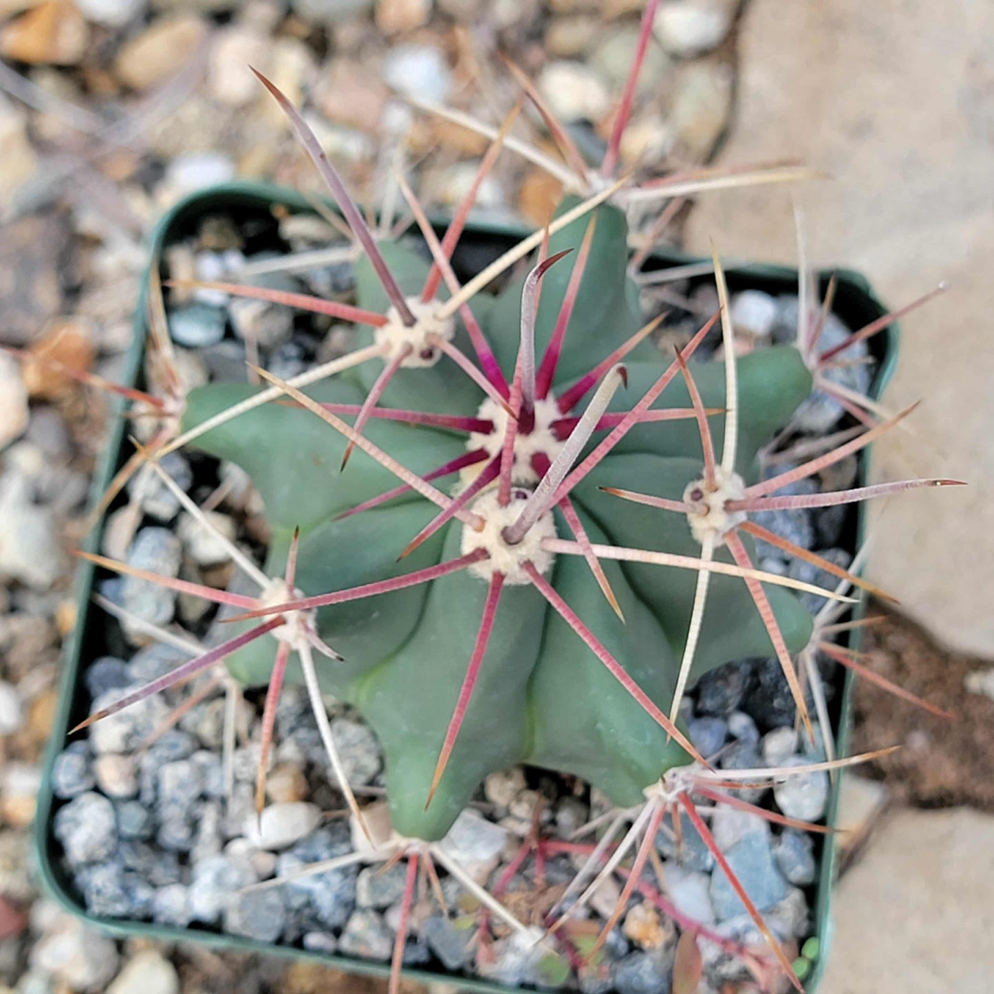 Ferocactus wislizeni - 4 Inch - Cactus - DesertScapeSucculent