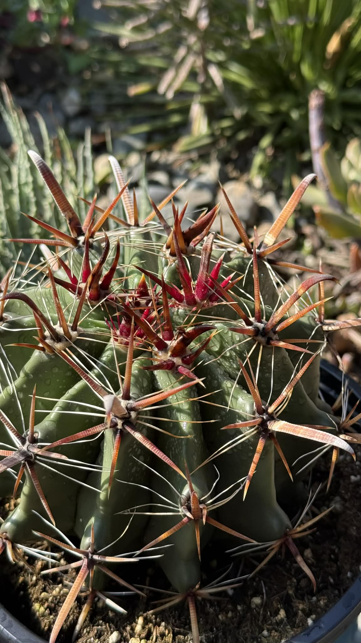 Ferocactus wislizeni 'Fishhook Cactus' – DesertScapeSucculent