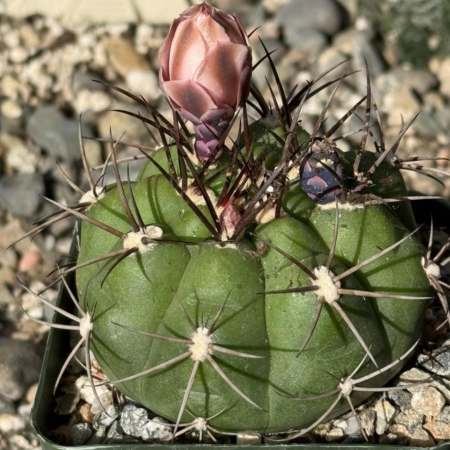 Gymnocalycium chiquitanum - 4 Inch Assorted - Cactus - DesertScapeSucculent