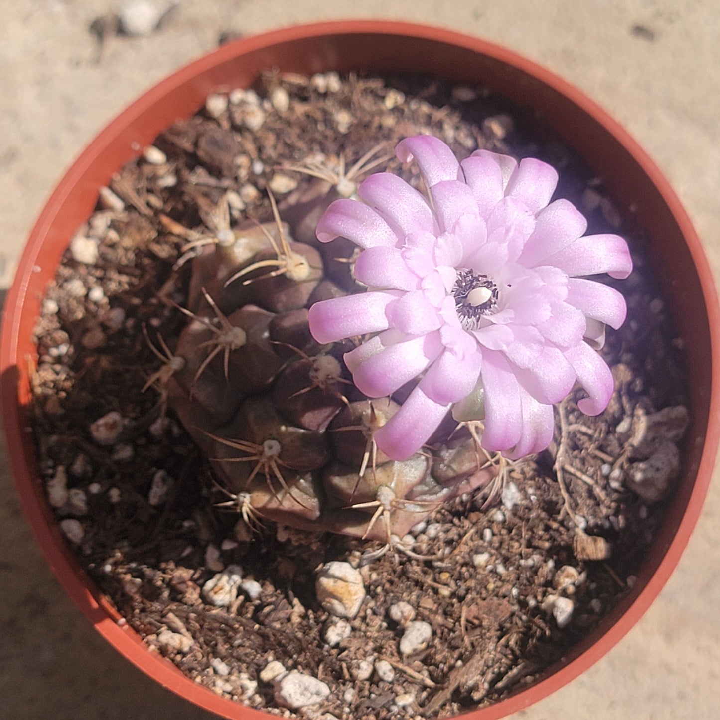 Gymnocalycium rotundulum - 4 Inch Assorted - Cactus - DesertScapeSucculent