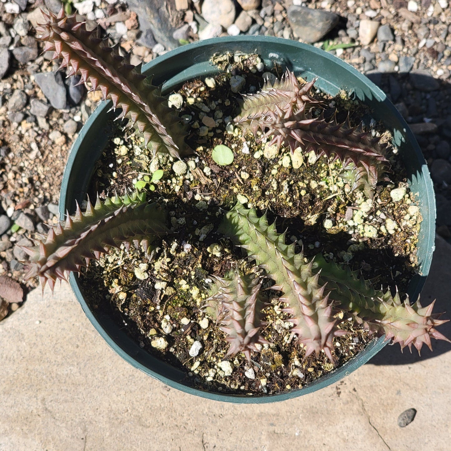 Huernia schneideriana 'Flowers of the Toad' - 6 Inch Assorted - Cactus - DesertScapeSucculent