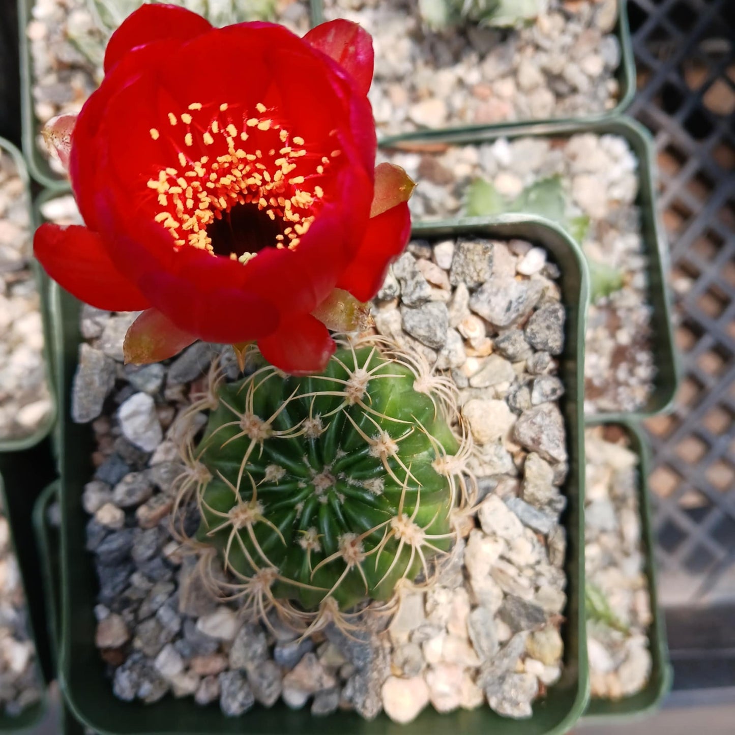 Lobivia prestoana - 4 Inch Assorted - Cactus - DesertScapeSucculent