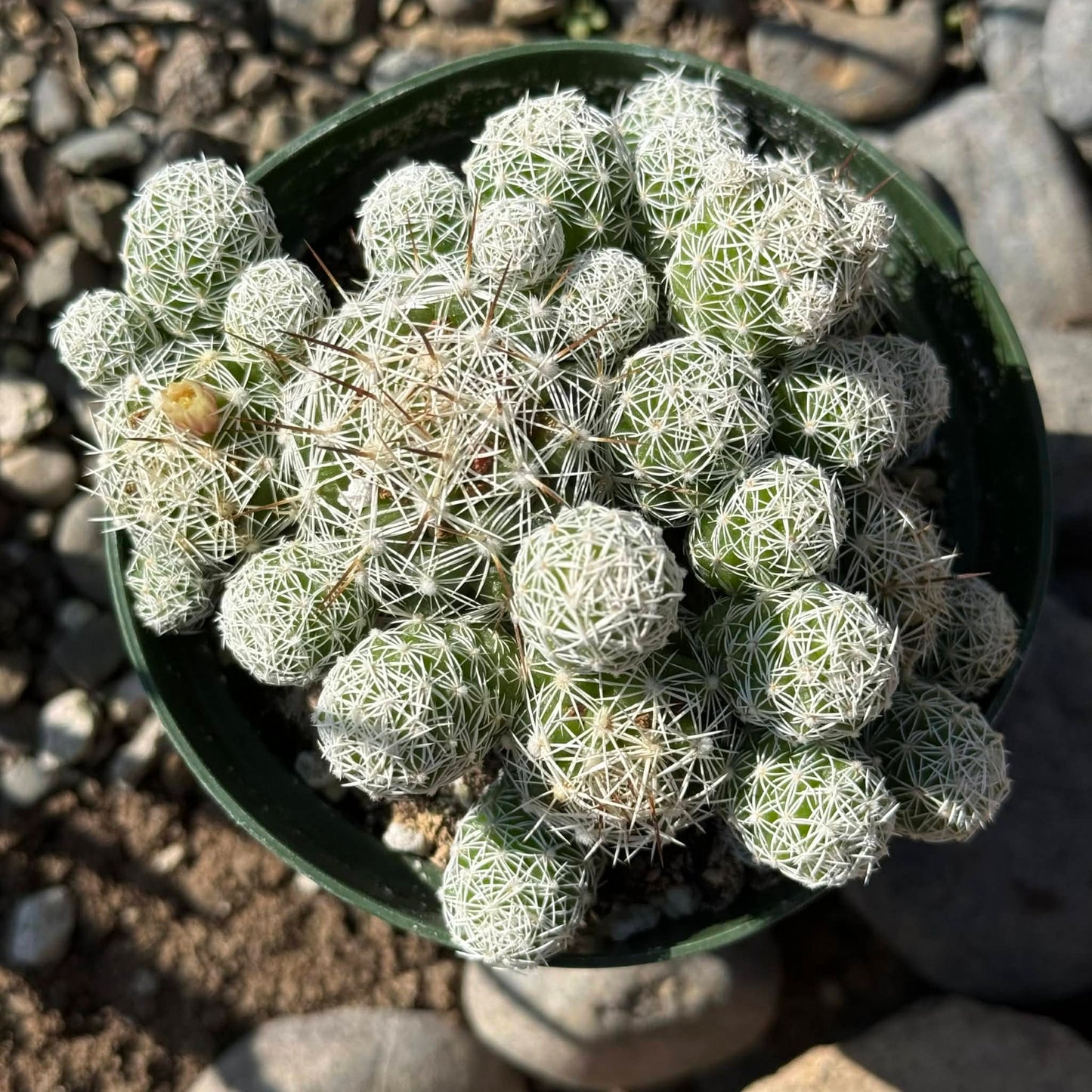 DesertScapeSucculent Cactus 4 Inch Mammillaria gracilis fragilis 'Thimble cactus'