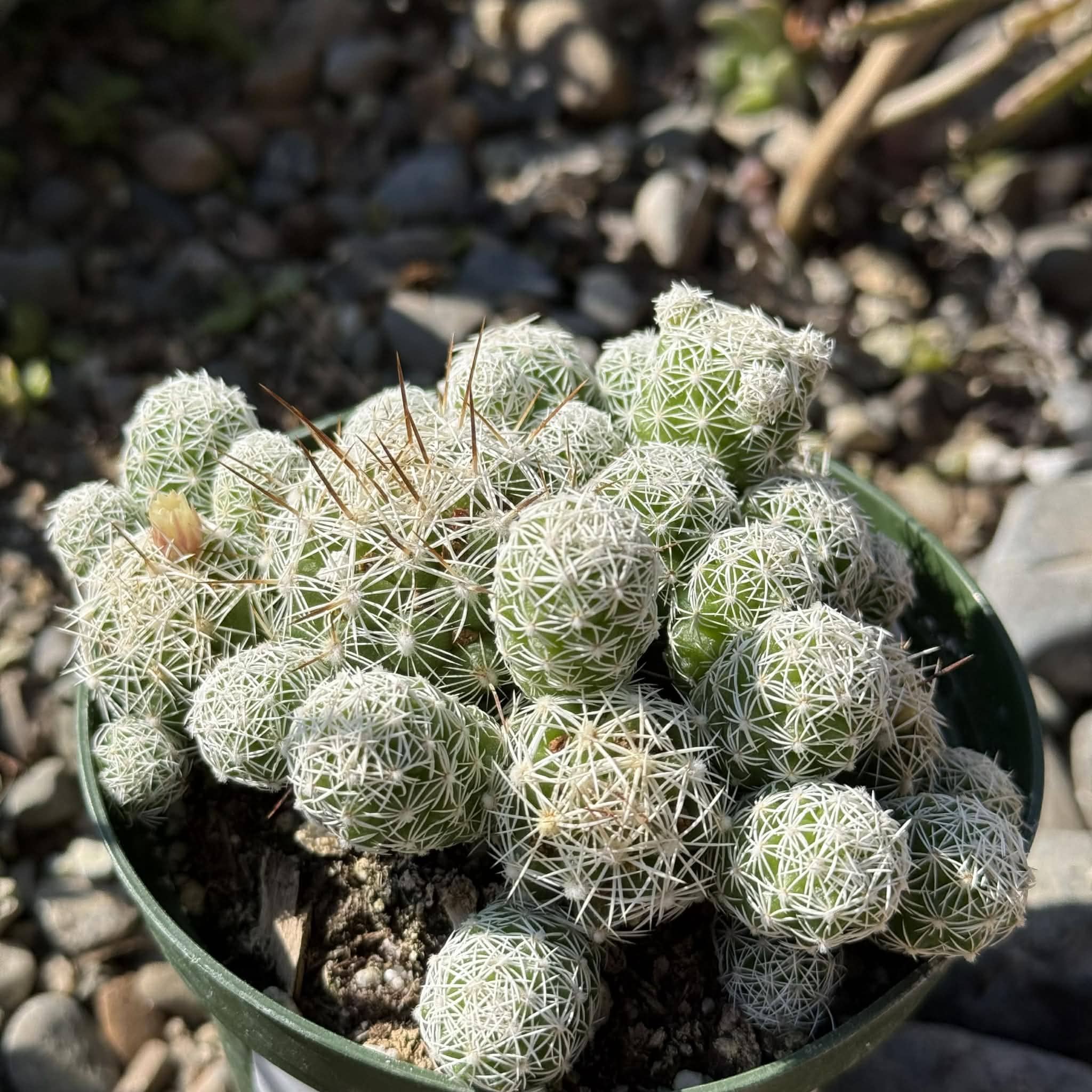 Mammillaria gracilis fragilis 'Thimble cactus'