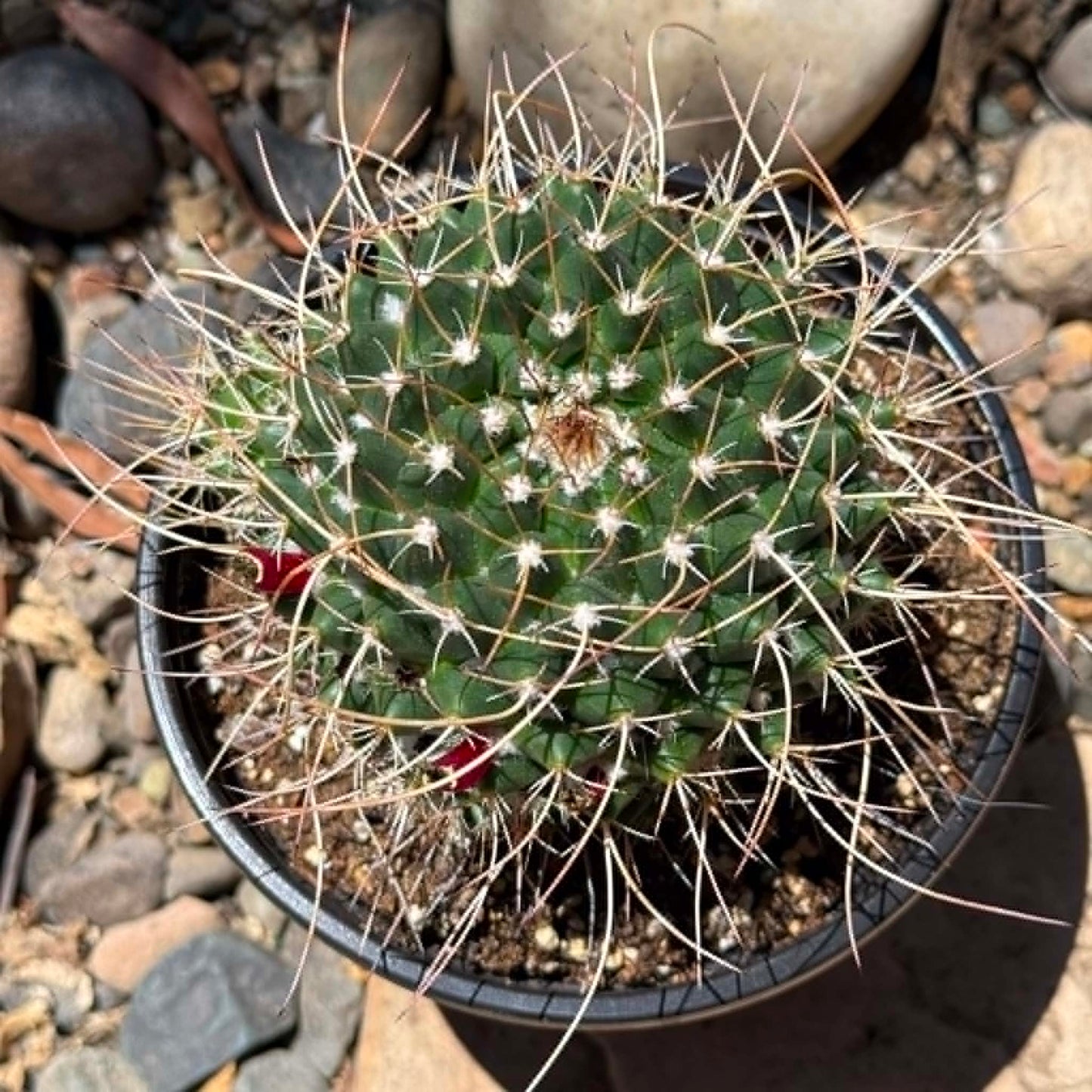 DesertScapeSucculent Cactus 6 Inch Mammillaria magnimamma 'Mexican Pincushion'