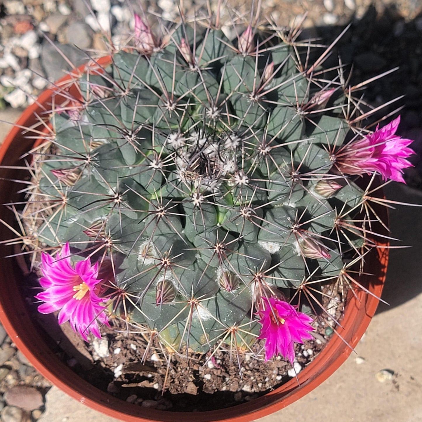 Mammillaria melanocentra - 6 Inch Assorted - Cactus - DesertScapeSucculent