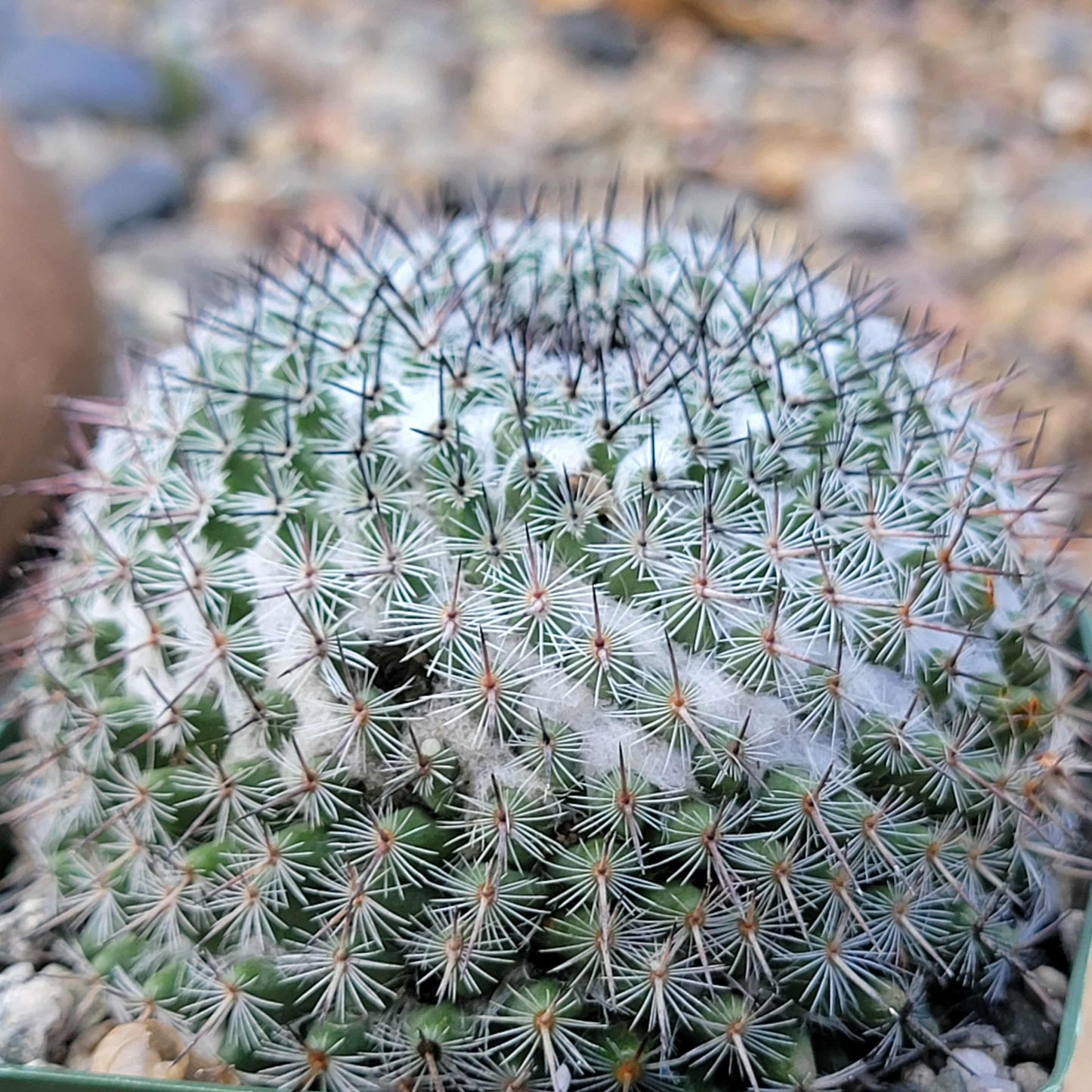 Mammillaria pseudpperbella - 4 Inch - Cactus - DesertScapeSucculent