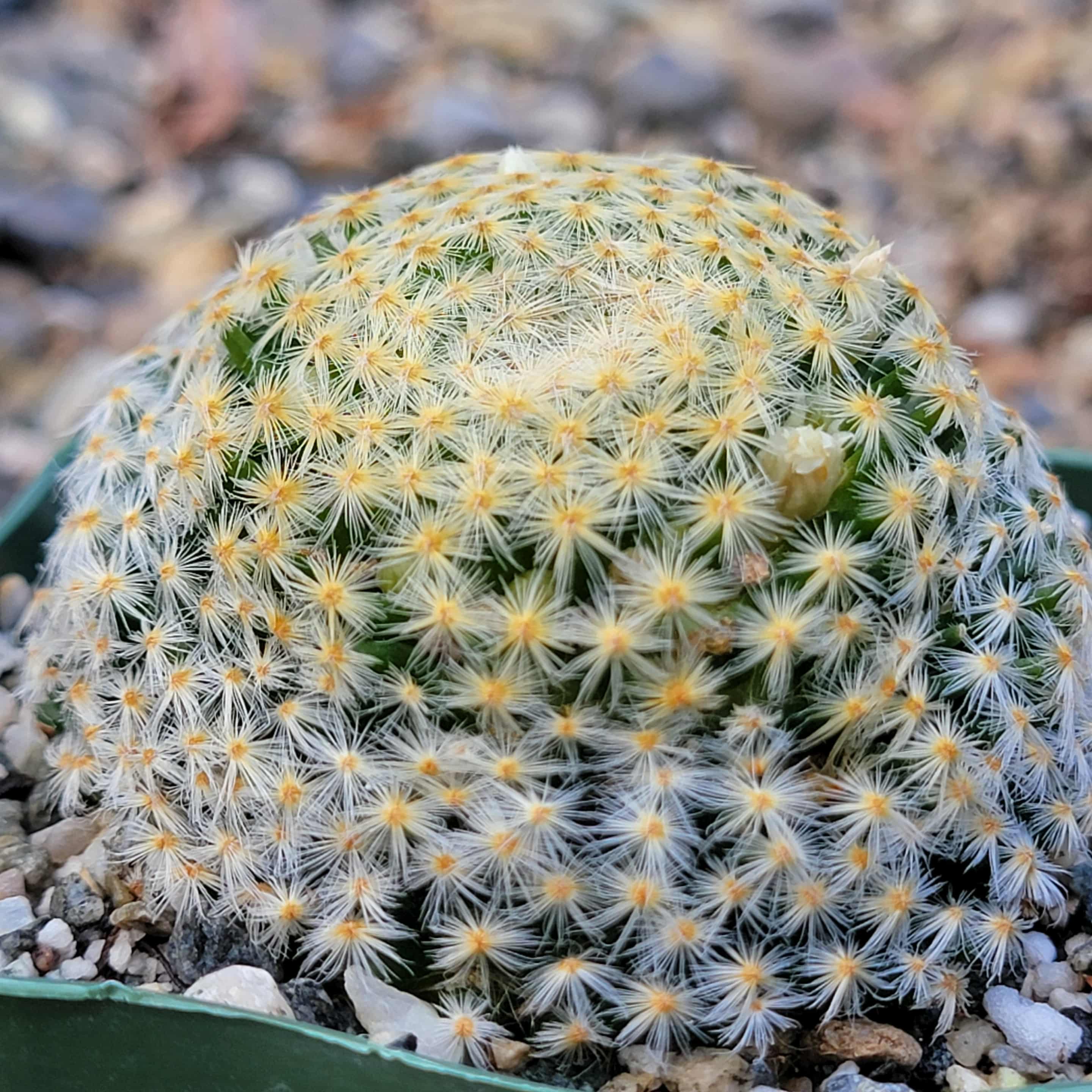 Mammillaria schiedeana – DesertScapeSucculent
