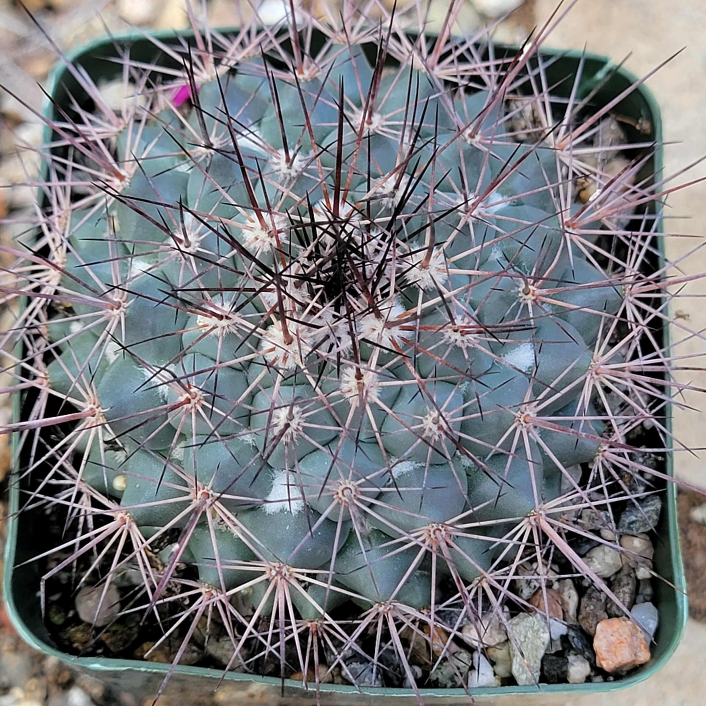 Mammillaria tesopacensis rubriflora - 4 Inch - Cactus - DesertScapeSucculent