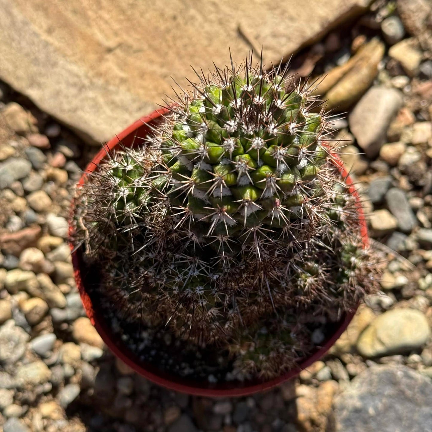 DesertScapeSucculent Cactus 4 Inch Mammillaria voburnensis