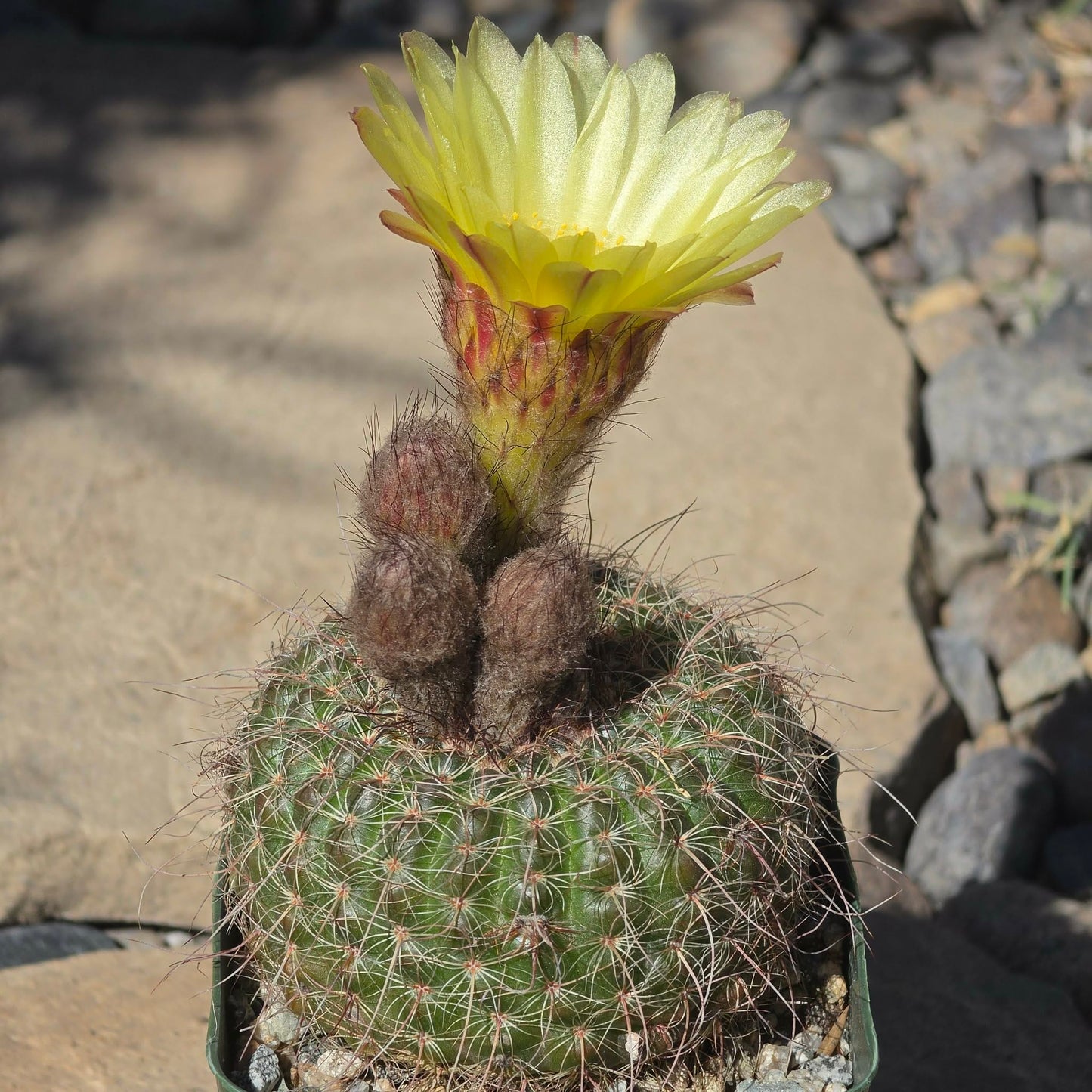 DesertScapeSucculent Cactus 4 Inch Notocactus concinnus
