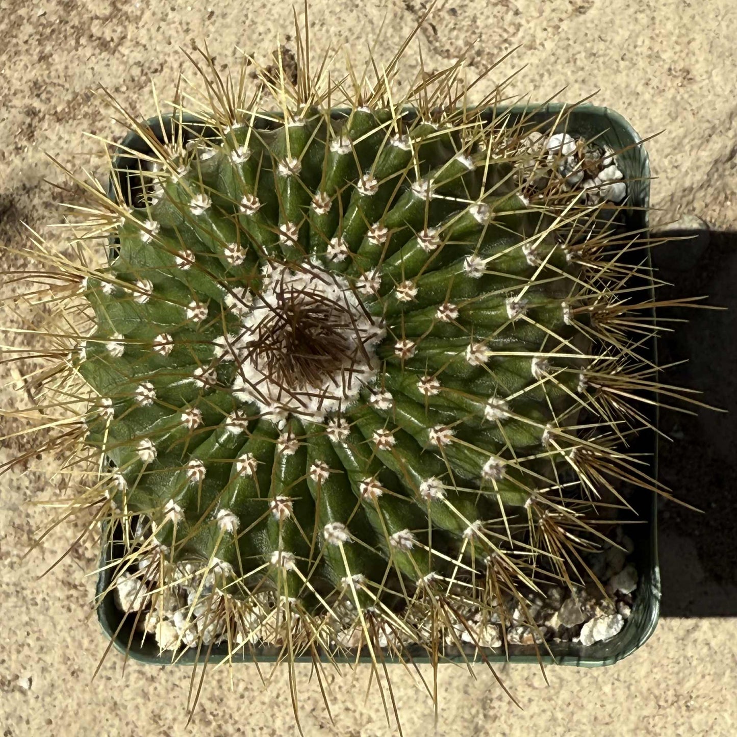 Notocactus schumanniana var. brevispina - 4 Inch Assorted - Cactus - DesertScapeSucculent