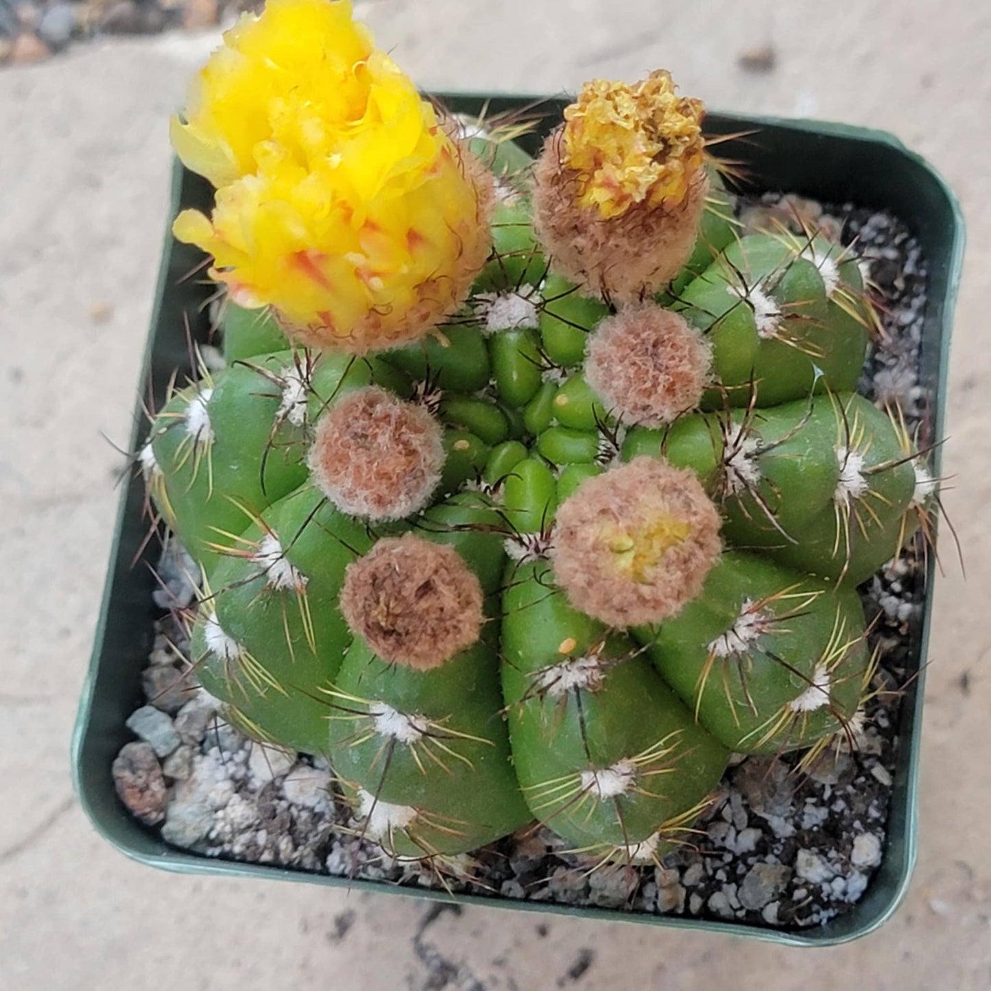Notocactus uebelmannianus - 4 Inch Assorted - Cactus - DesertScapeSucculent