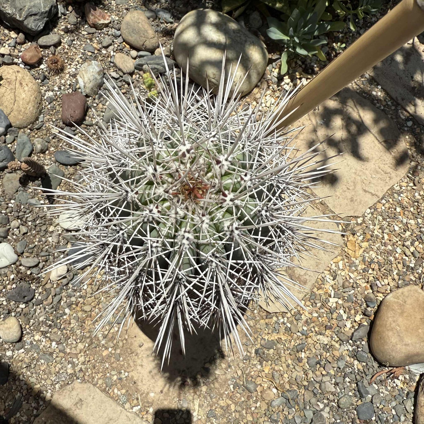 DesertScapeSucculent Cactus 5 Gallon Pachycereus Pringlei 'Mexican Cardon' 'False Saguaro' Large