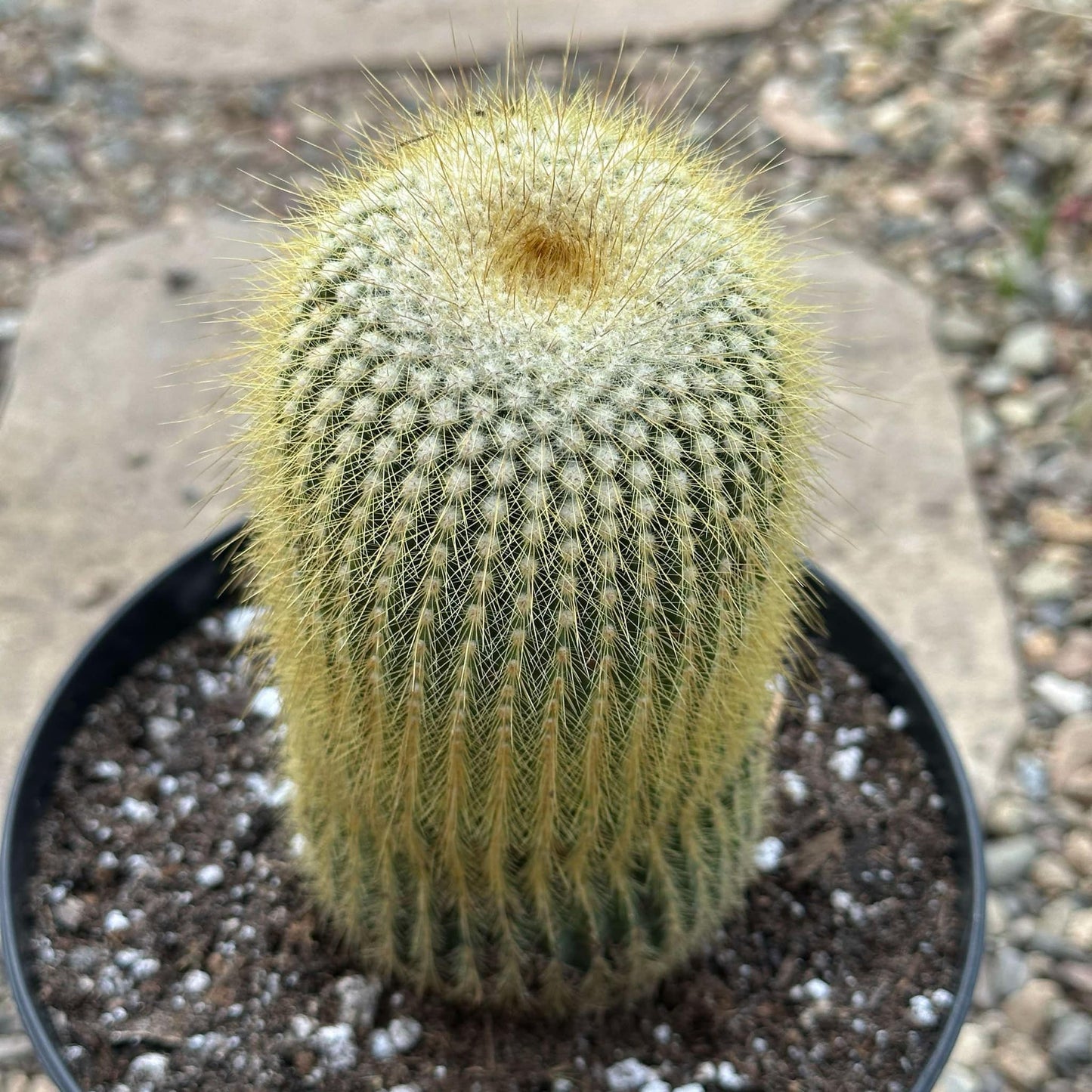 Parodia leninghausii 'Lemon Ball' - 6 Inch Assorted - Cactus - DesertScapeSucculent