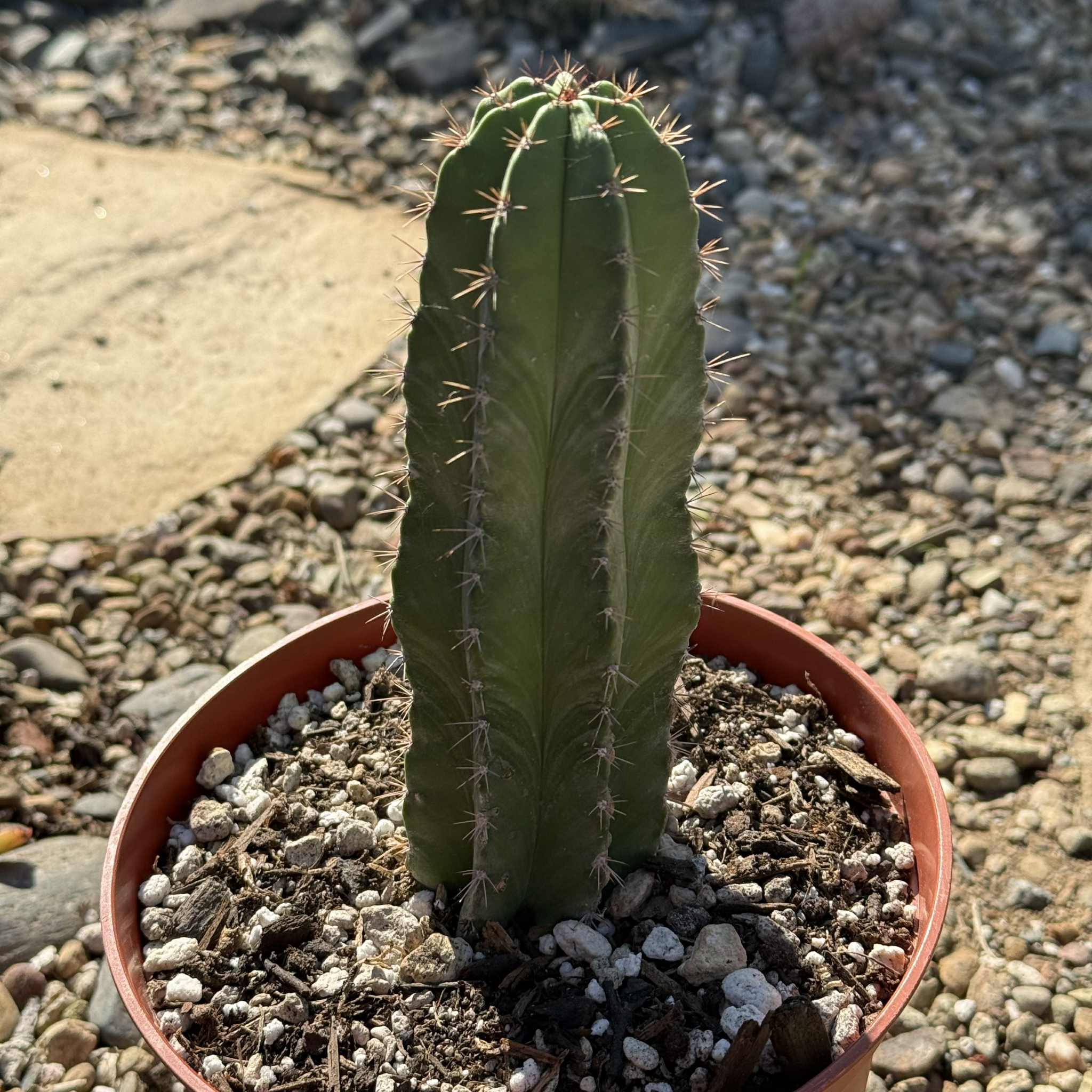 Polaskia chende 6