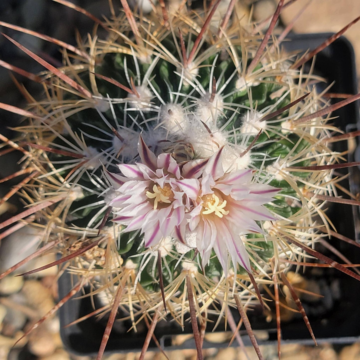 Stenocactus 'Cinco de Mayo' - 4 Inch Assorted - Cactus - DesertScapeSucculent