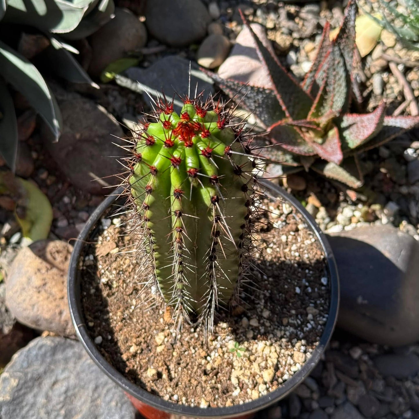 DesertScapeSucculent Cactus 6 Inch Stenocactus thurberi 'Organ Pipe Cactus'