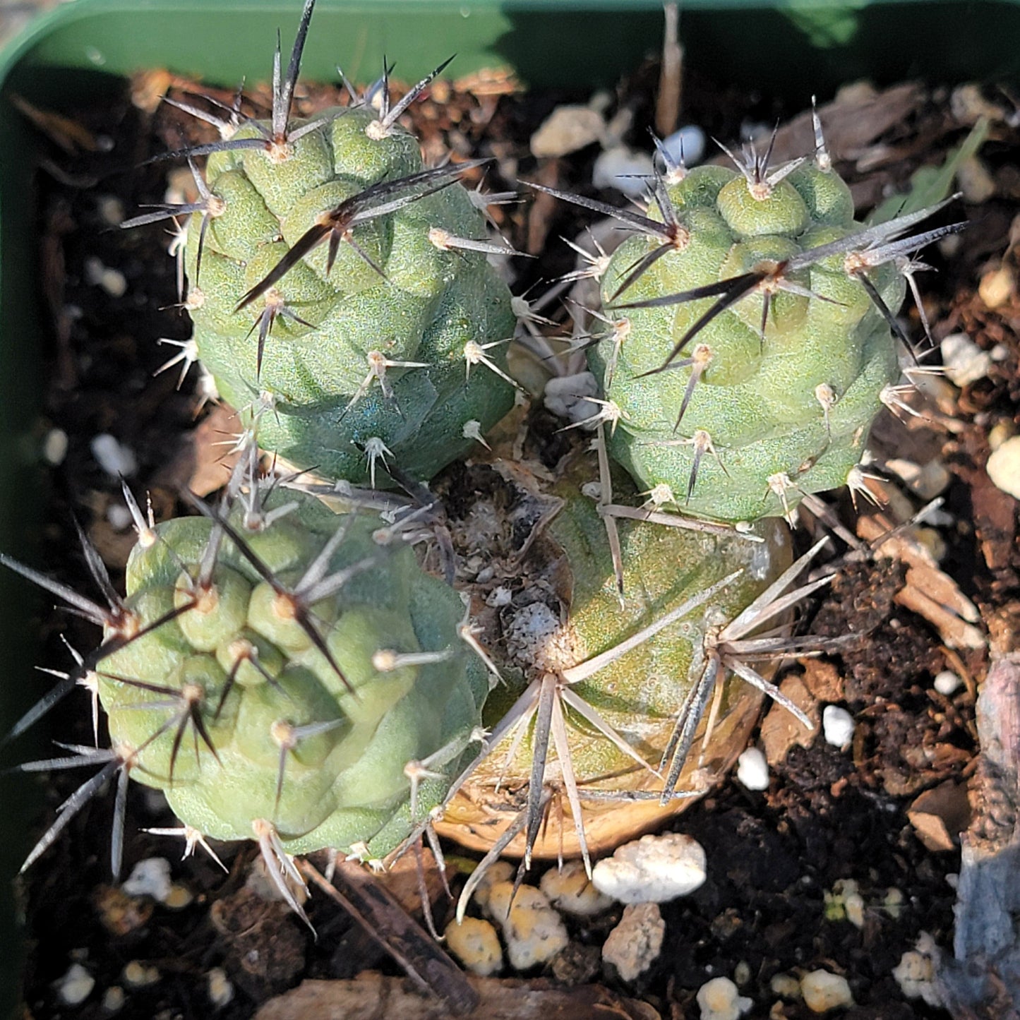 Tephrocactus alexanderii 'Indian Ball Cactus' - 4 Inch Assorted - Cactus - DesertScapeSucculent