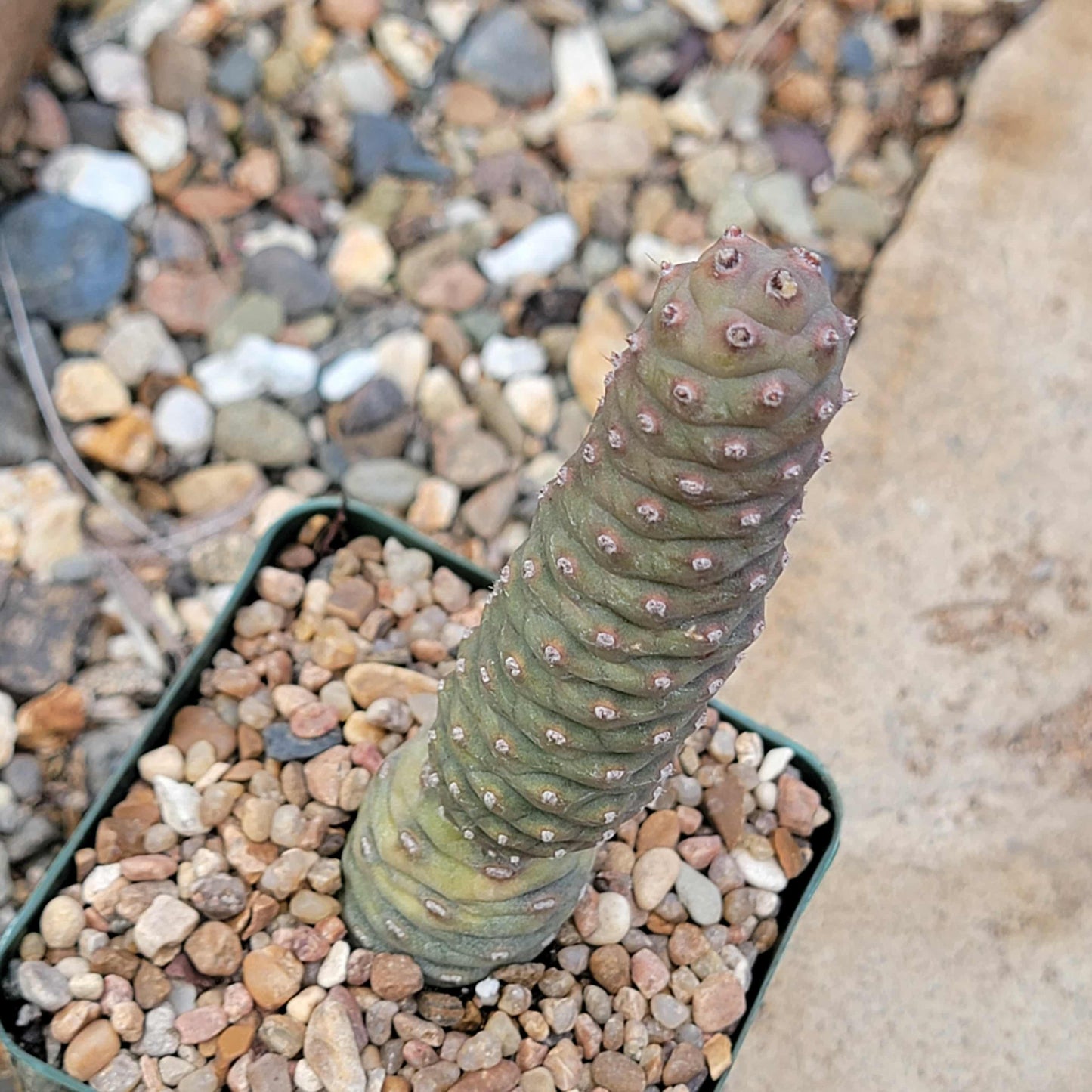 Tephrocactus articulatus ‘Pinecone’ - 4 Inch Assorted - Cactus - DesertScapeSucculent
