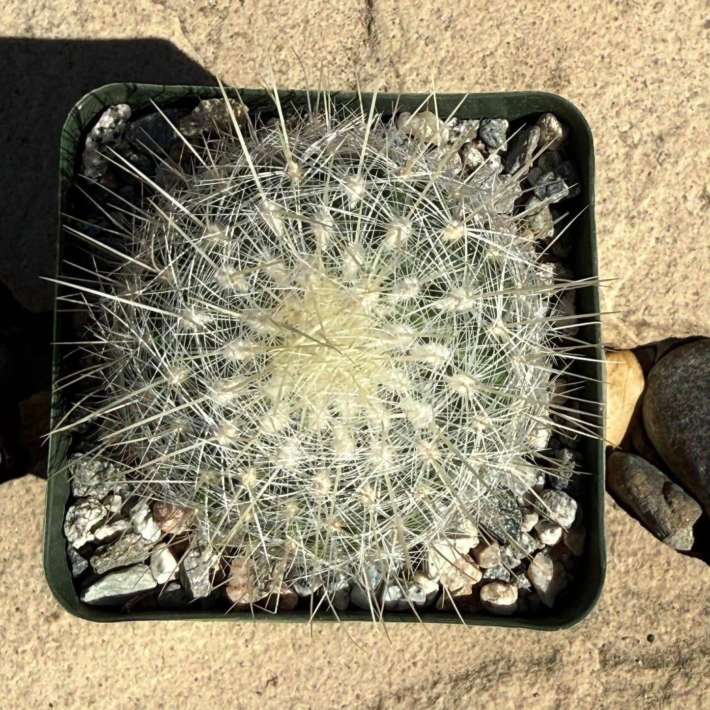 DesertScapeSucculent Cactus 4 Inch Thelocactus macdowellii