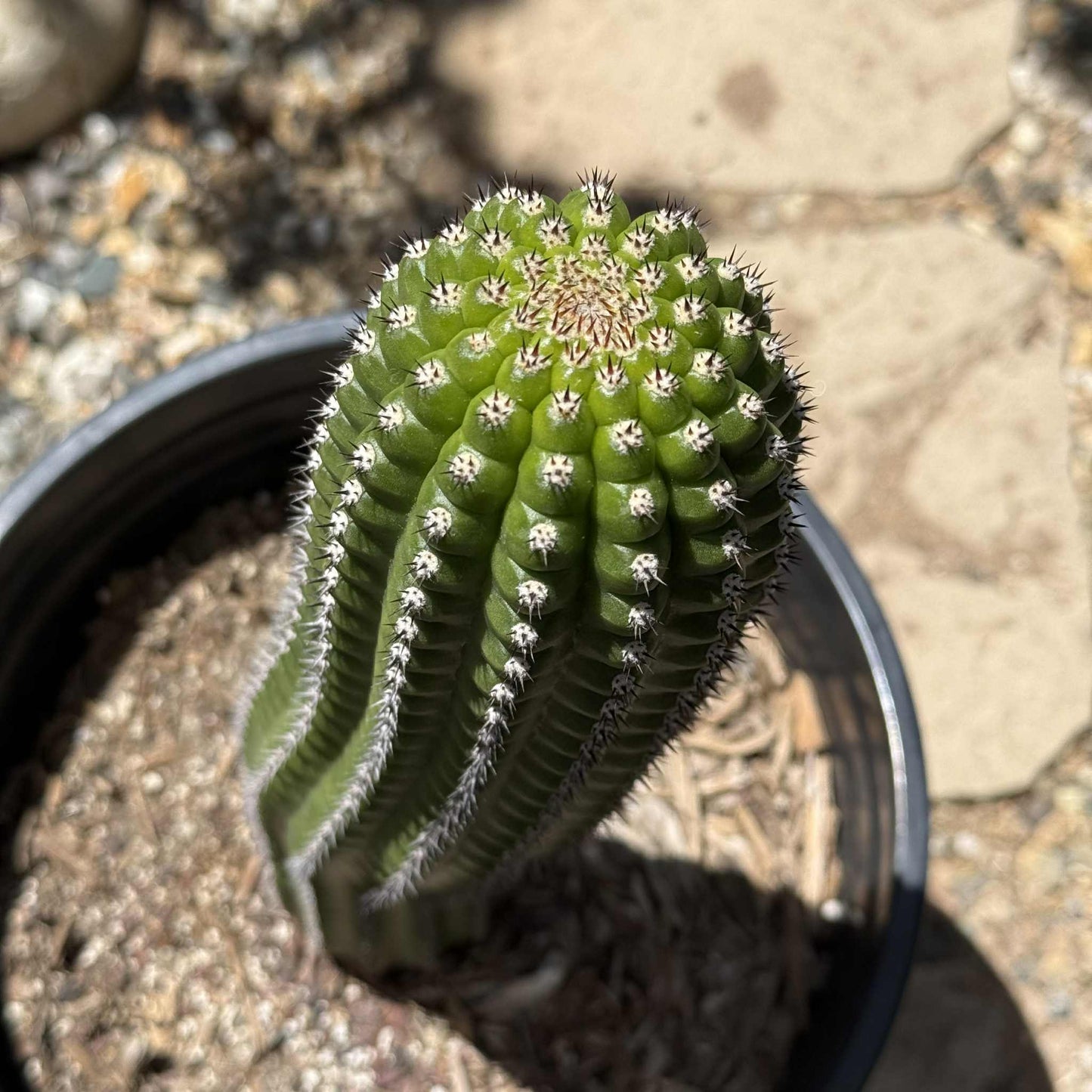 Trichocereus Brevispiulosus 'Indian Comb Cactus' - 5 Gal Assorted - Cactus - DesertScapeSucculent