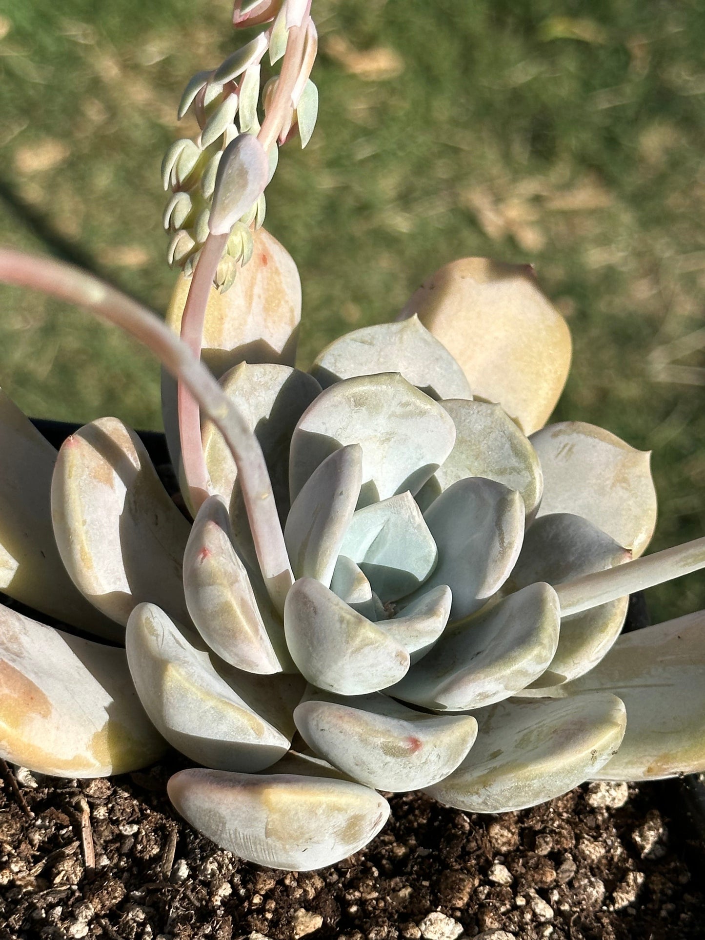 Echeveria 'Asante Sana' 'Fairy Wash' - Single 6A - DesertScapeSucculent
