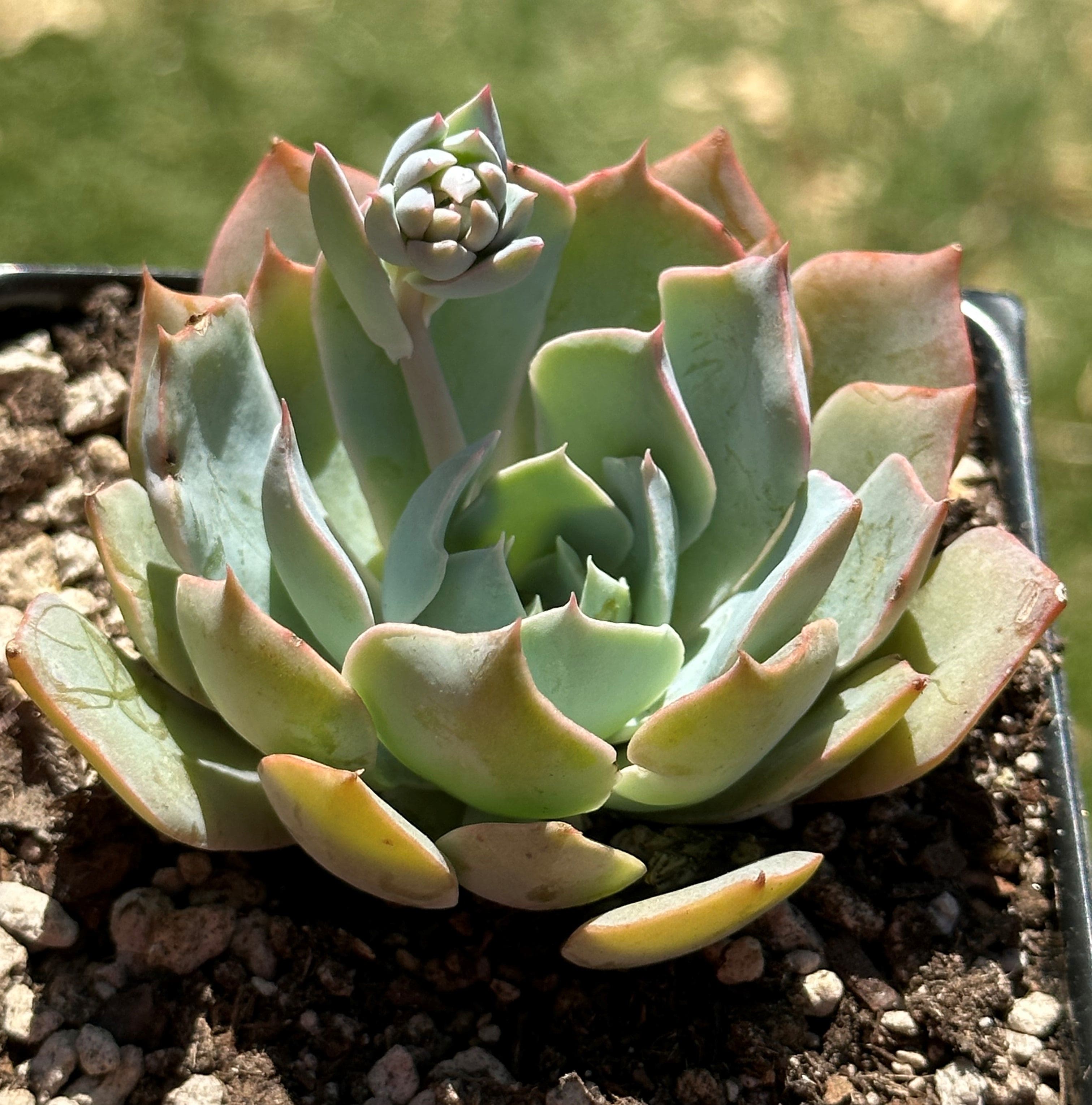 blue heron succulent Echeveria 'Blue Heron' – DesertScapeSucculent