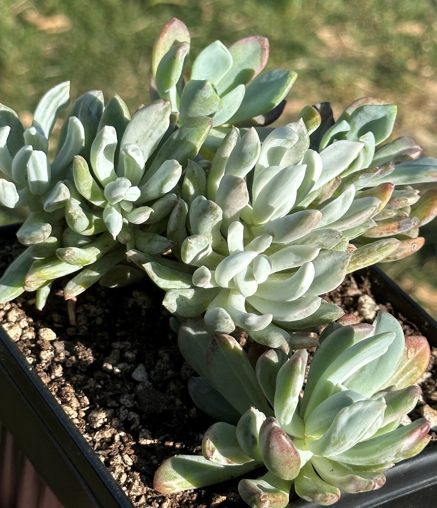 Echeveria 'Blue Spurs' Mutation Cluster - Cluster 6B - DesertScapeSucculent