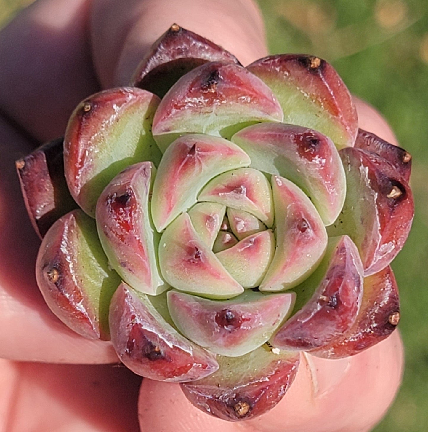 Echeveria 'Caesar' Korean Succulent - Single 3A - DesertScapeSucculent