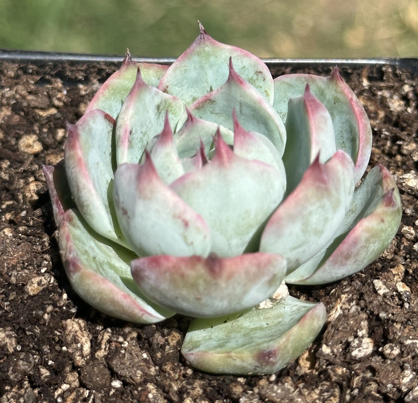 Echeveria 'Casio Variegata' - Single 3.5A - DesertScapeSucculent