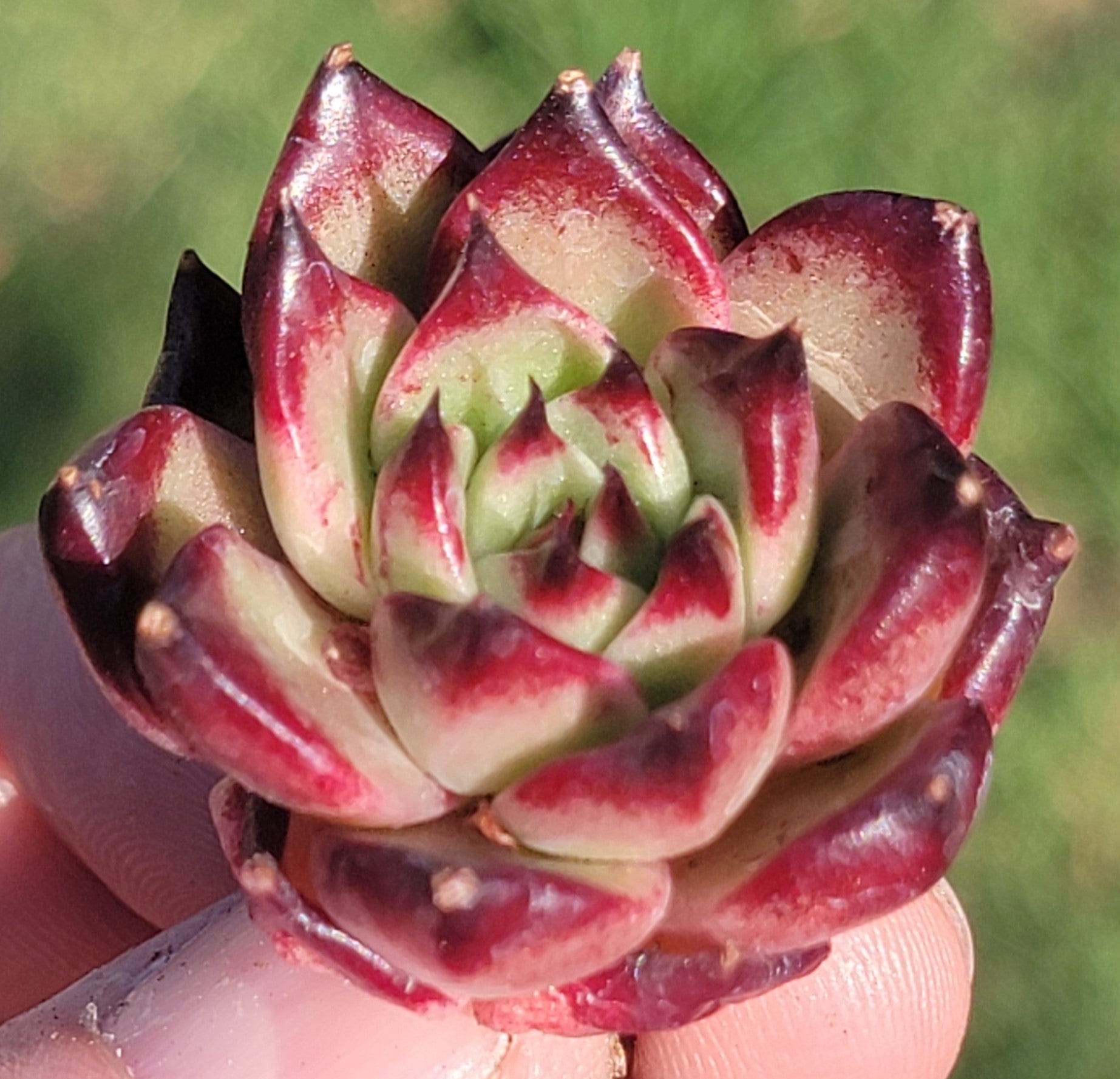 korean succulent plants Echeveria 'Cherry' Korean Succulent – DesertScapeSucculent