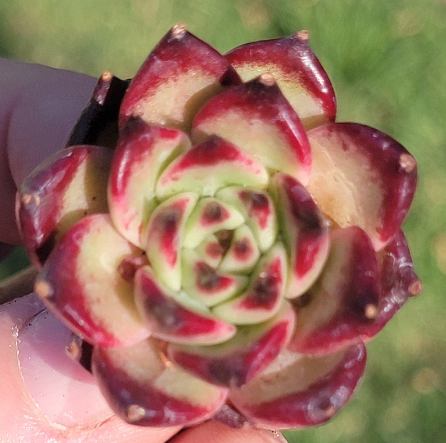 Echeveria 'Cherry' Korean Succulent - Single 3A - DesertScapeSucculent